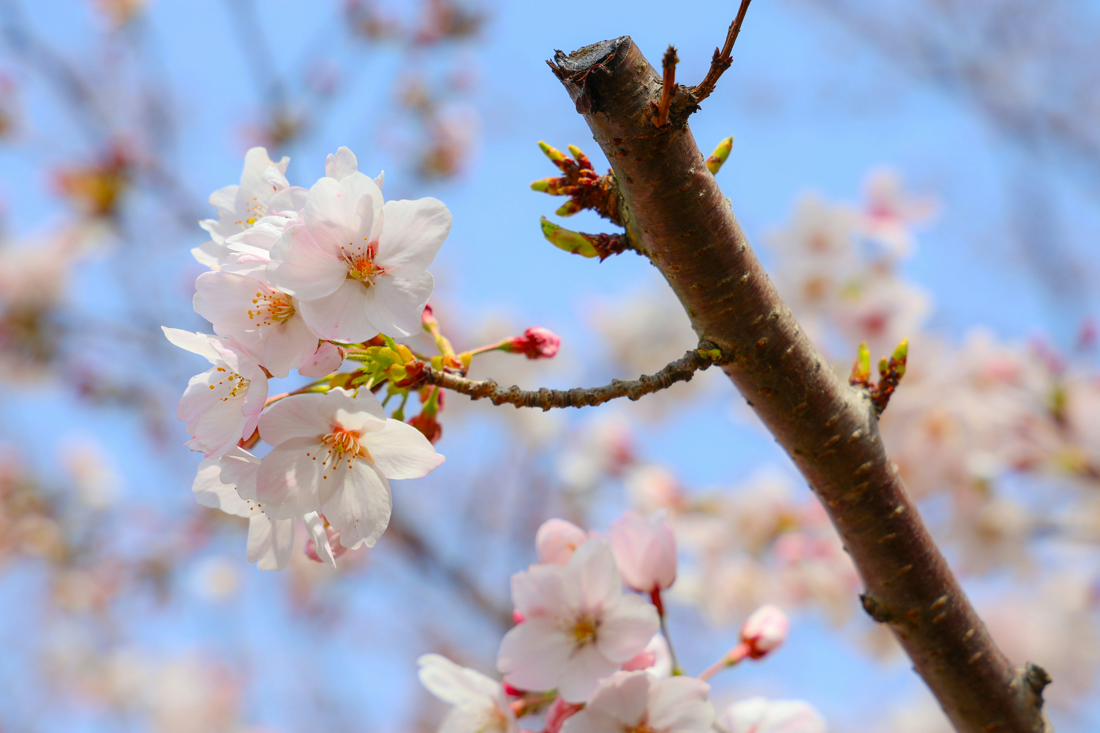 Nahaufnahme von Kirschblüten an einem Ast vor blauem Himmel