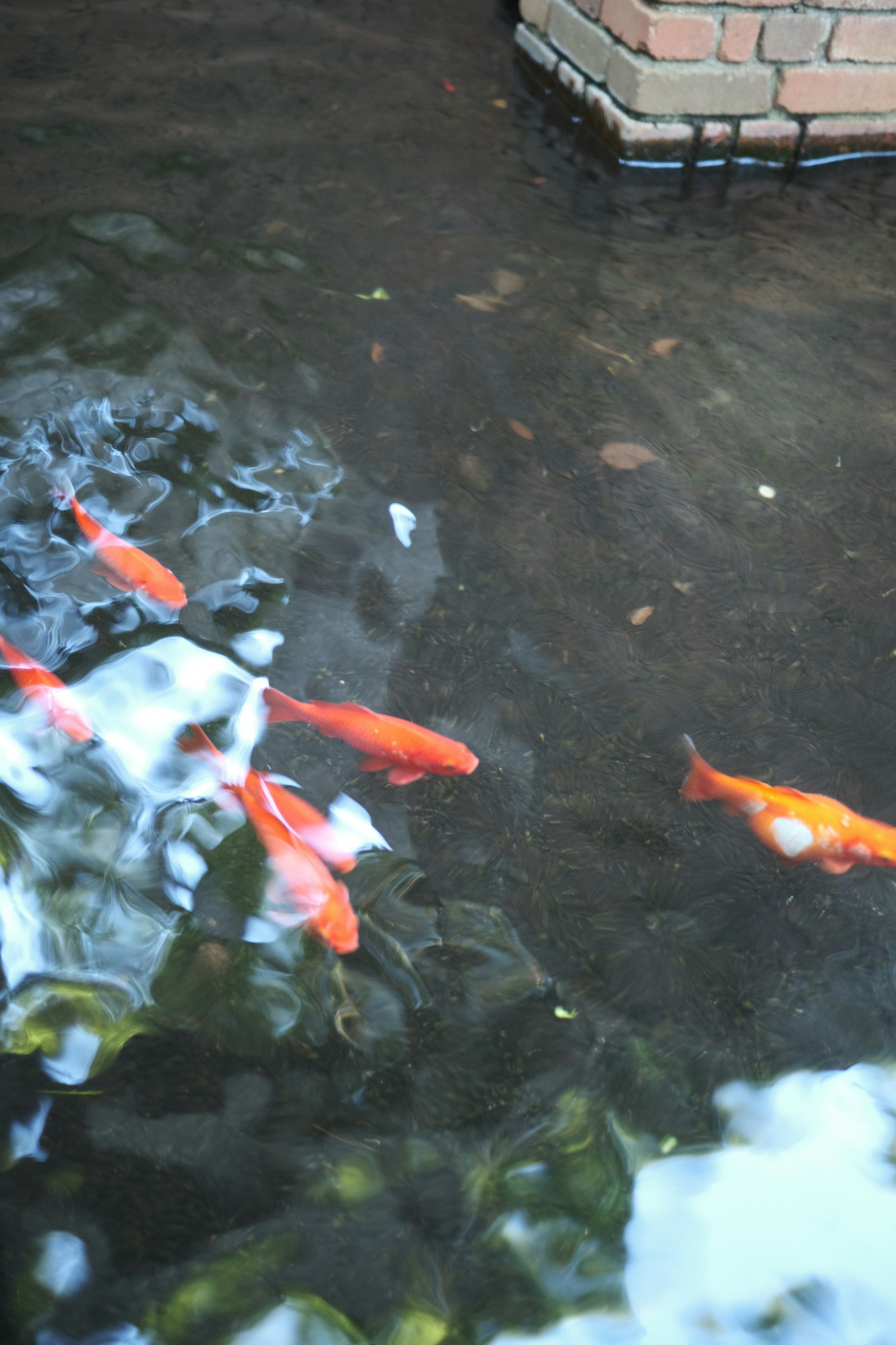 Ikan mas oranye berenang di permukaan air dengan pantulan