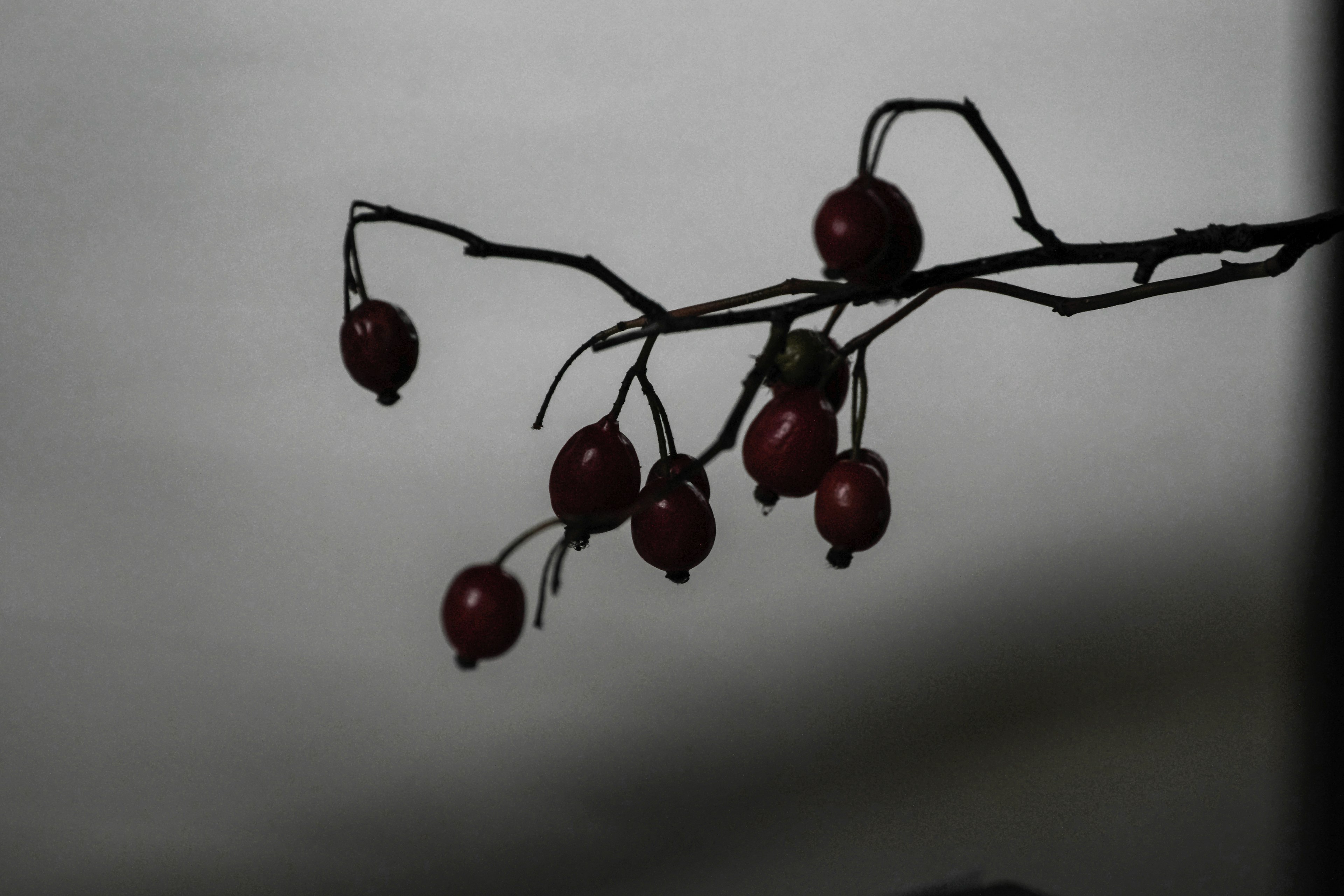 Silhouette d'une branche avec des baies rouges