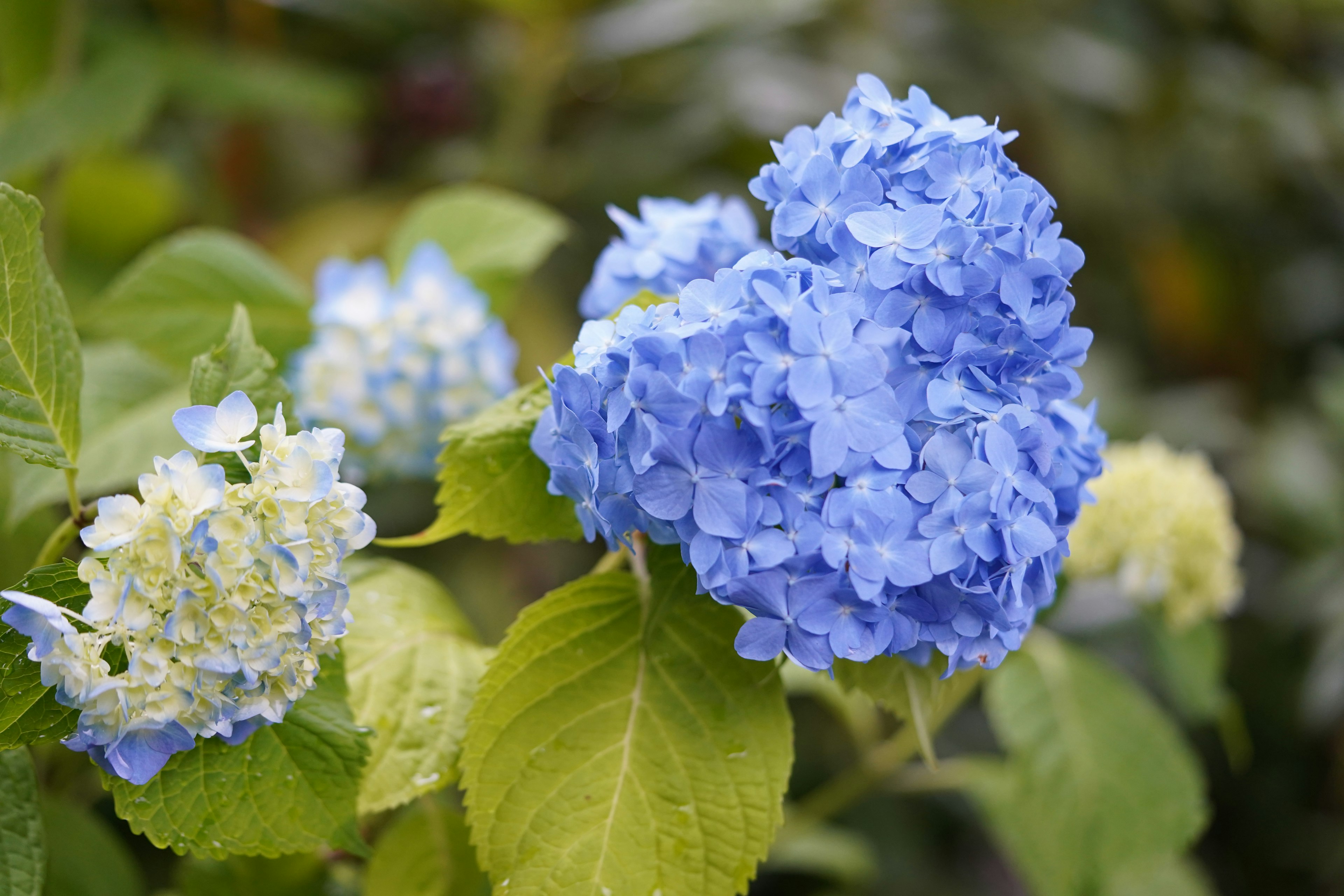 Blue hydrangea flowers surrounded by green leaves