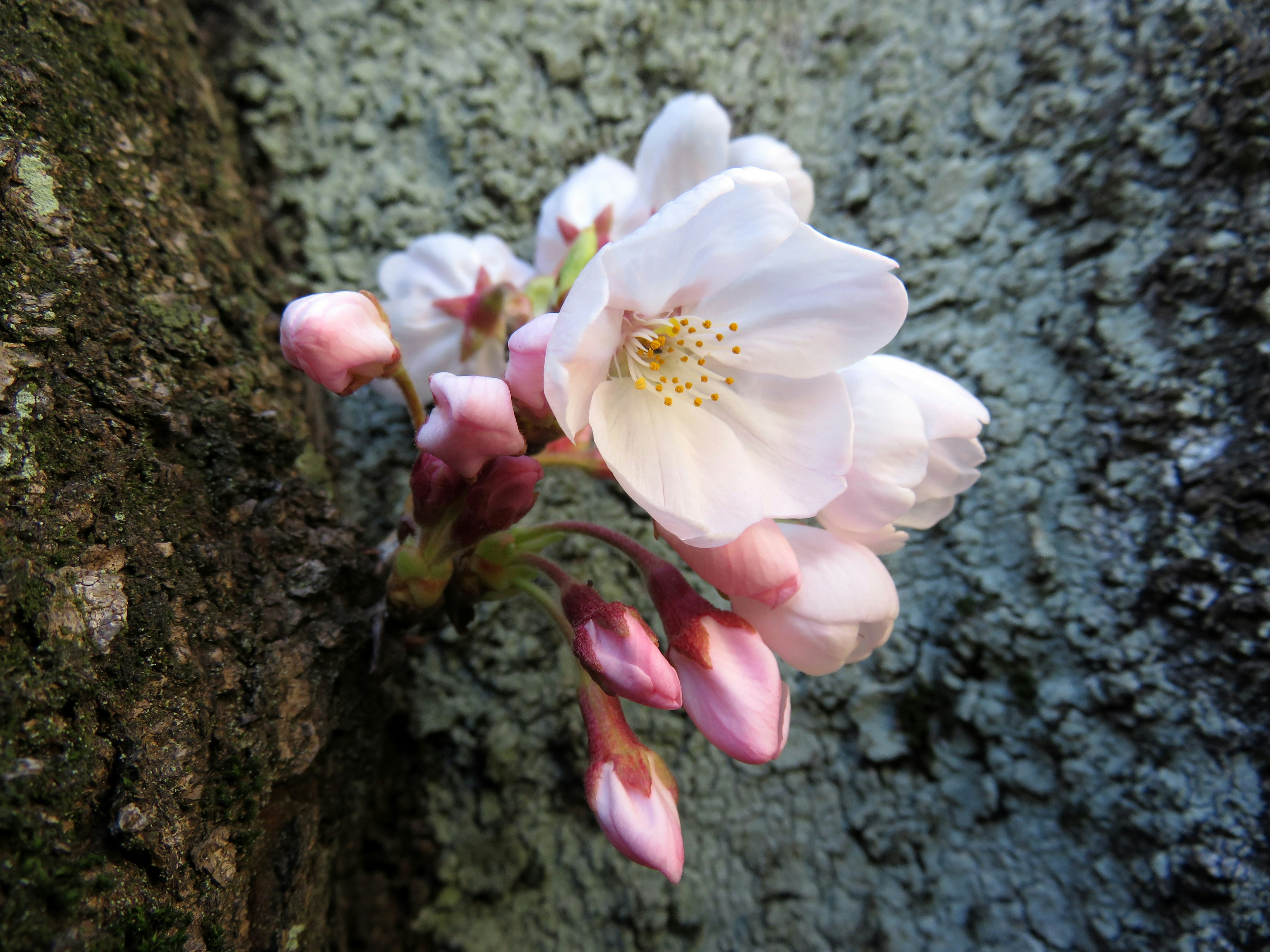 Fleurs de cerisier et boutons s'épanouissant d'un tronc d'arbre