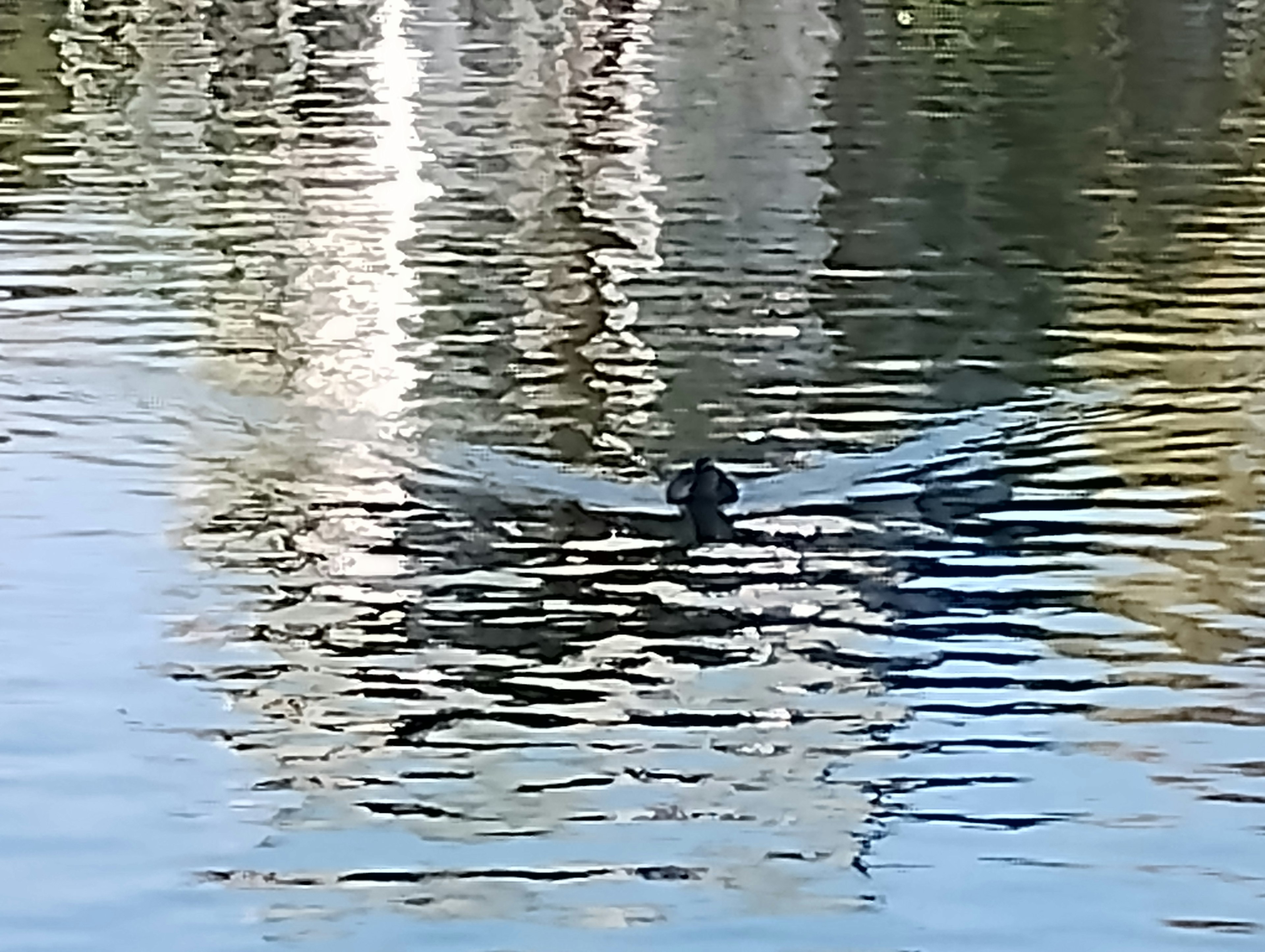 Pájaro extendiendo sus alas sobre la superficie del agua