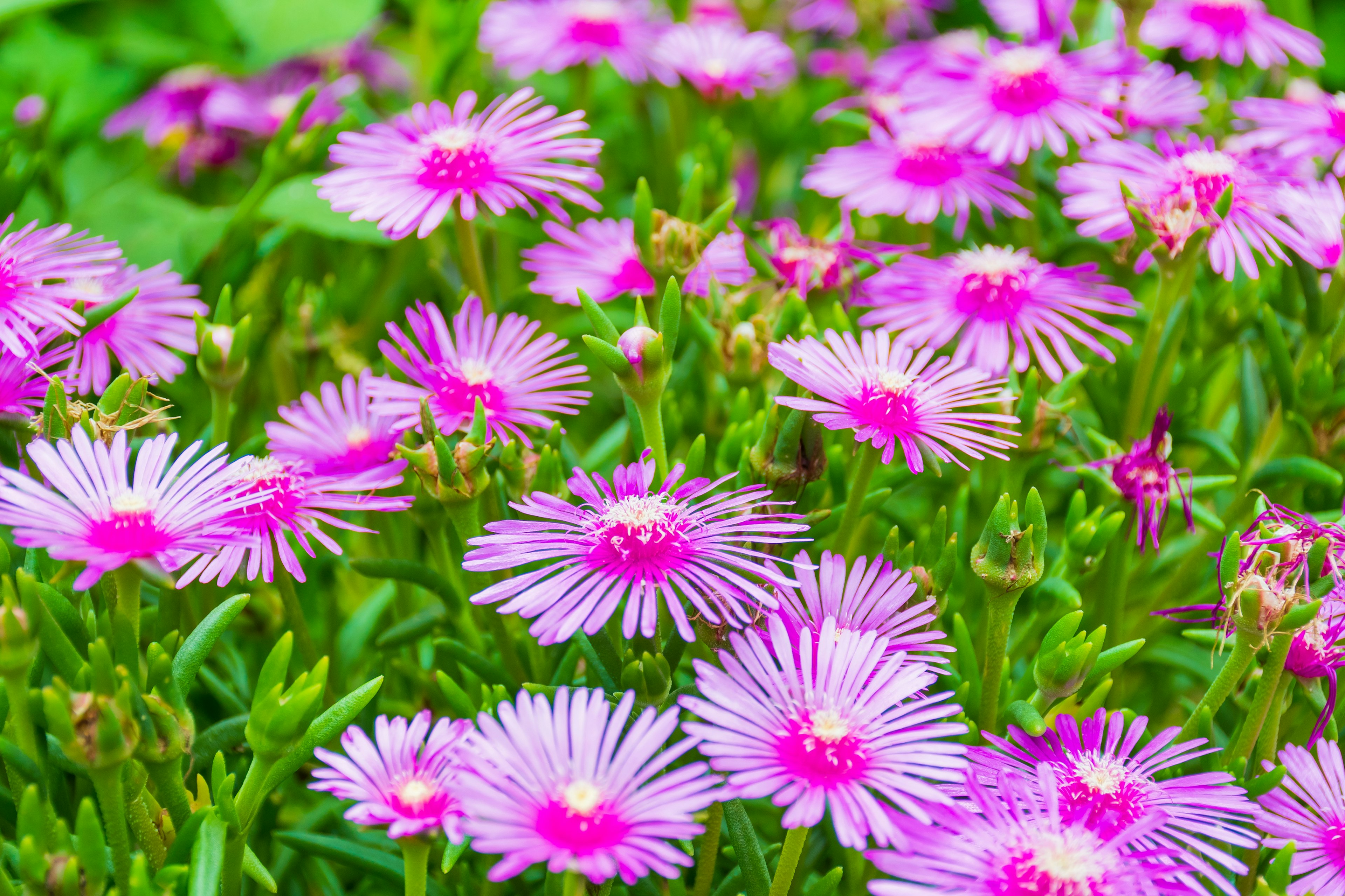 Lebendige rosa Blumen blühen vor einem grünen Hintergrund