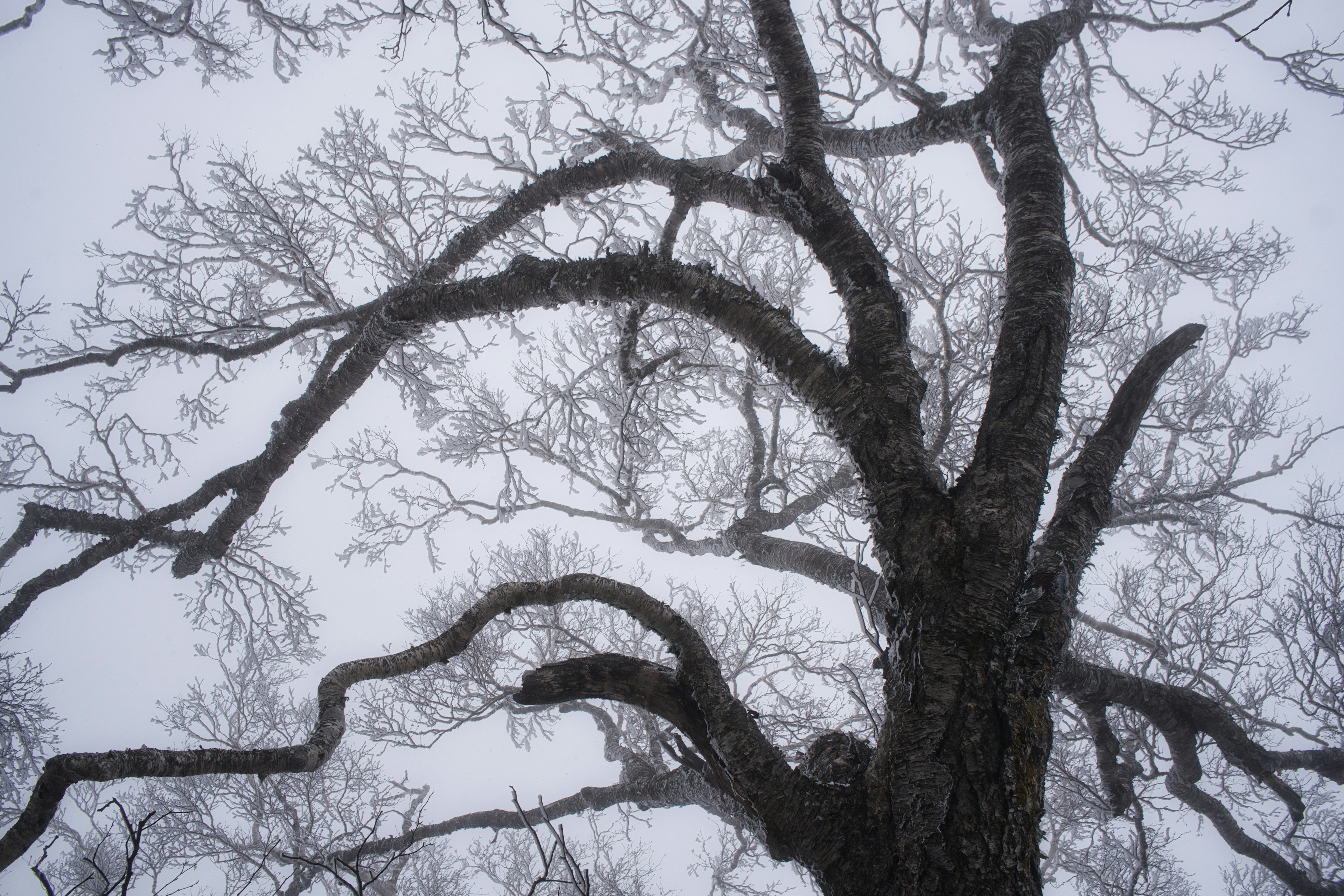 Ein kahler Baum mit verzweigten Ästen vor einem grauen Himmel