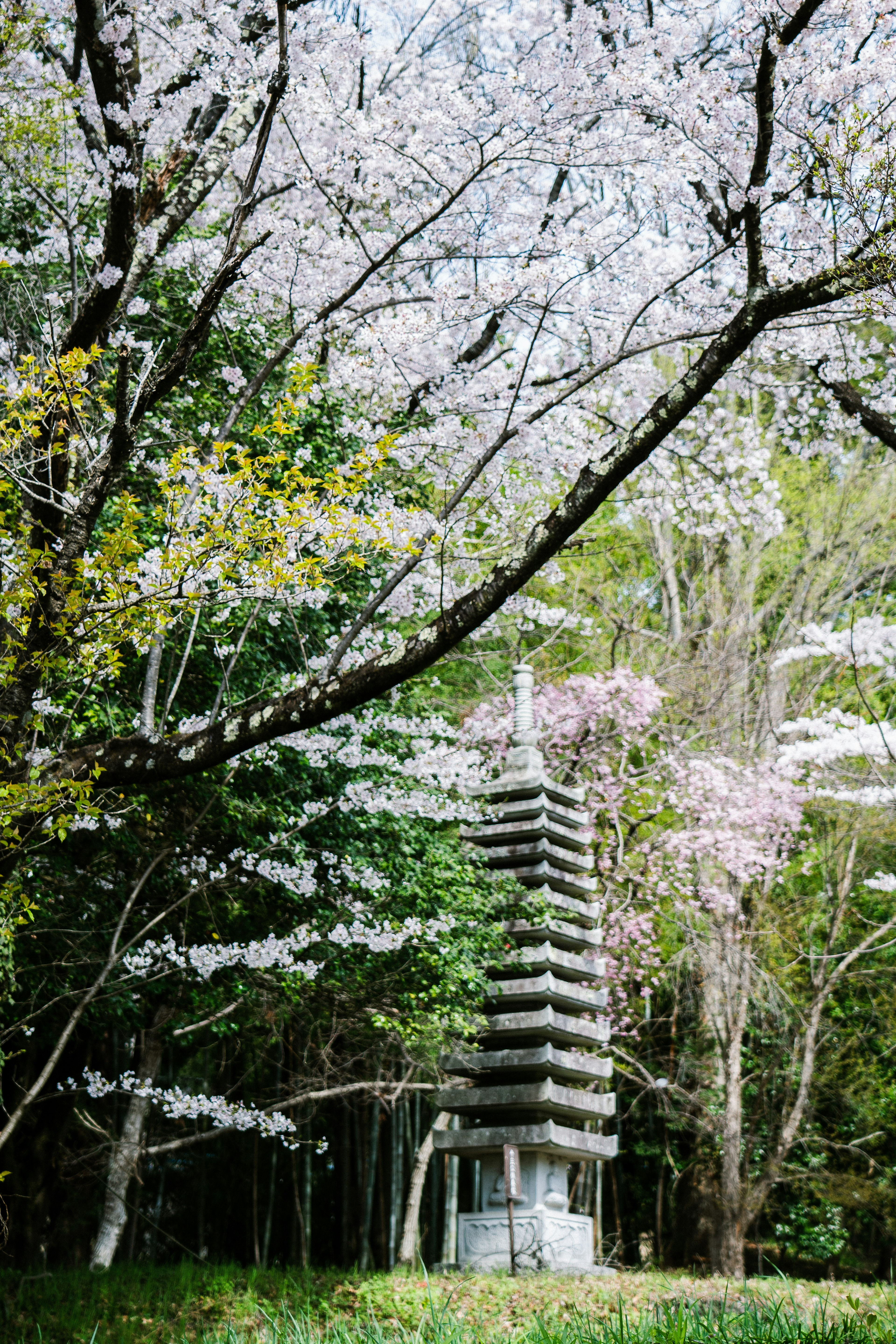 Scenic view of a pagoda surrounded by cherry blossom trees