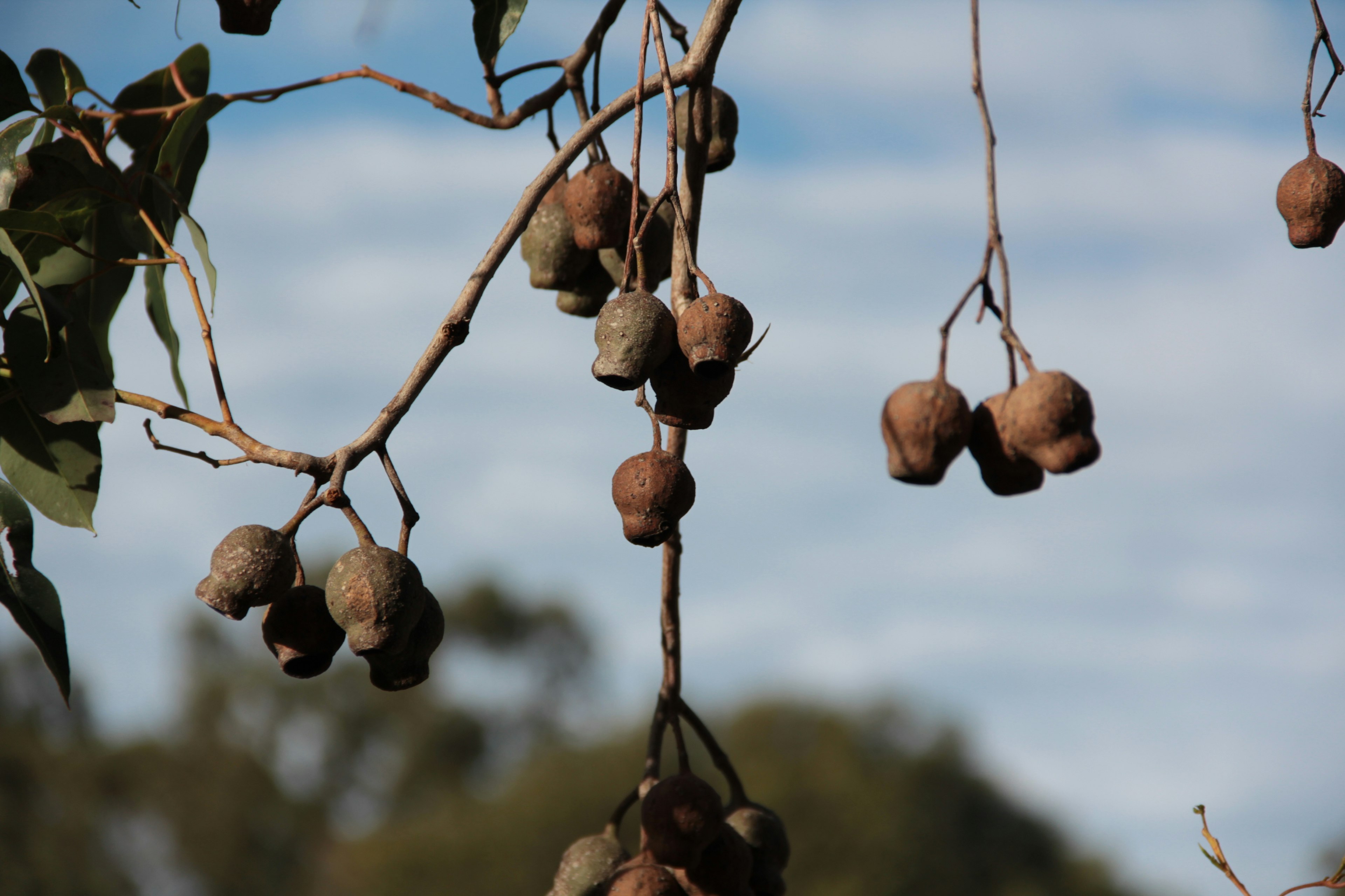 Cluster of dried fruits hanging from a tree branch