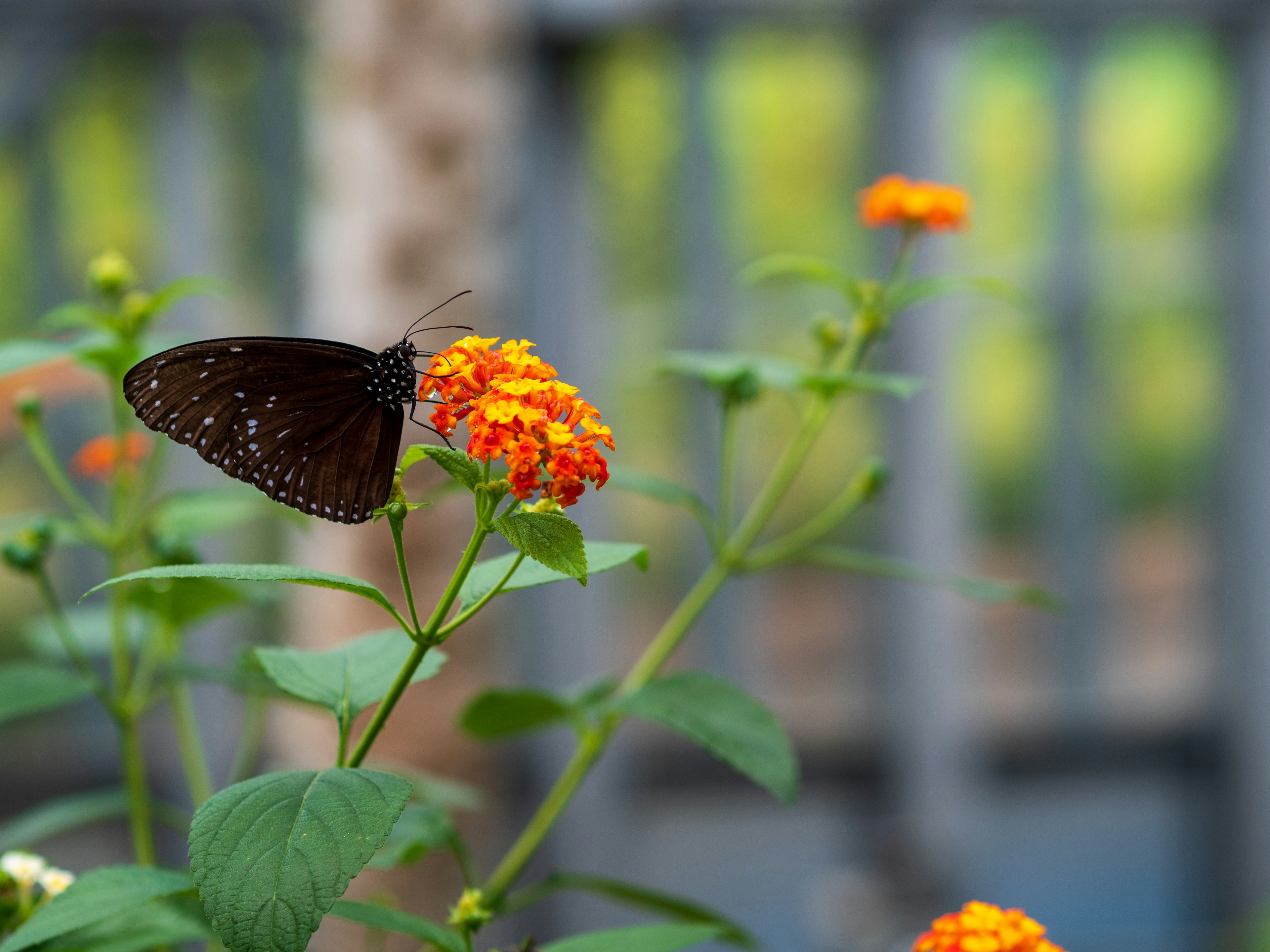 Ein schwarzer Schmetterling sitzt auf einer orangefarbenen Blume in einem lebhaften Garten