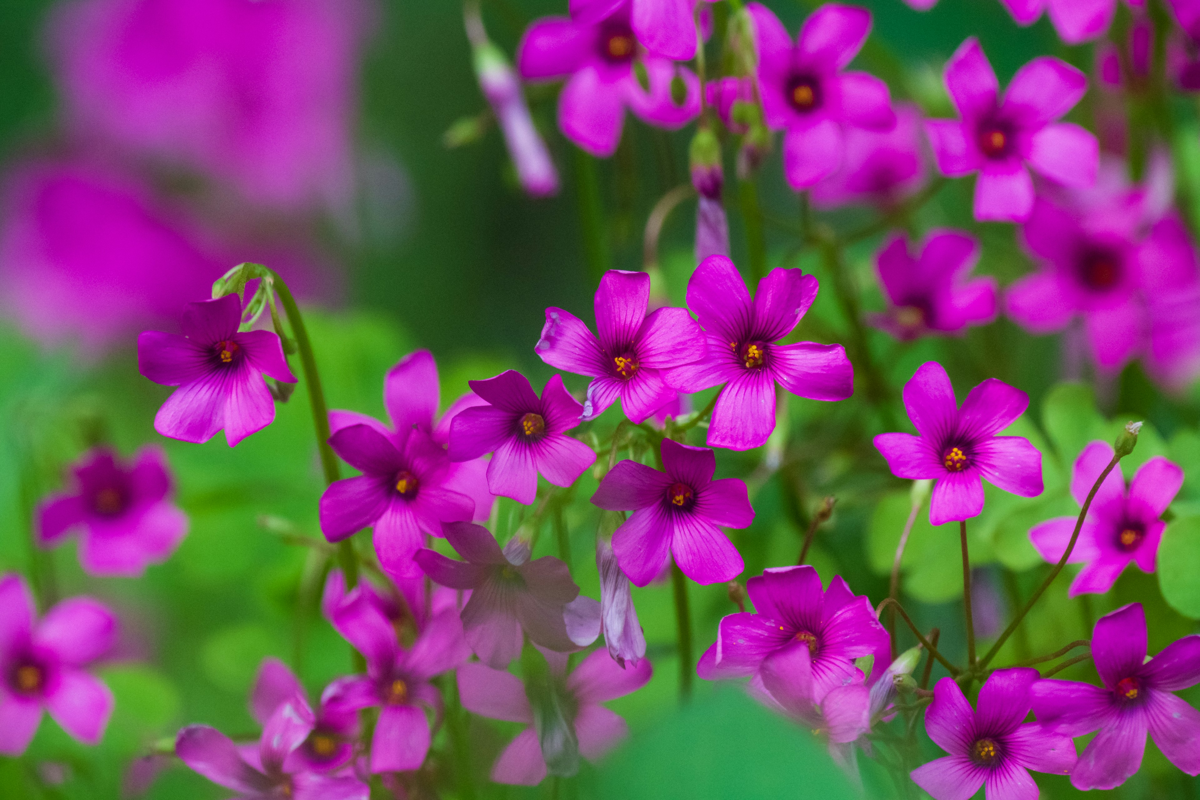 鮮やかなピンクの花が咲く緑の背景の中の群生