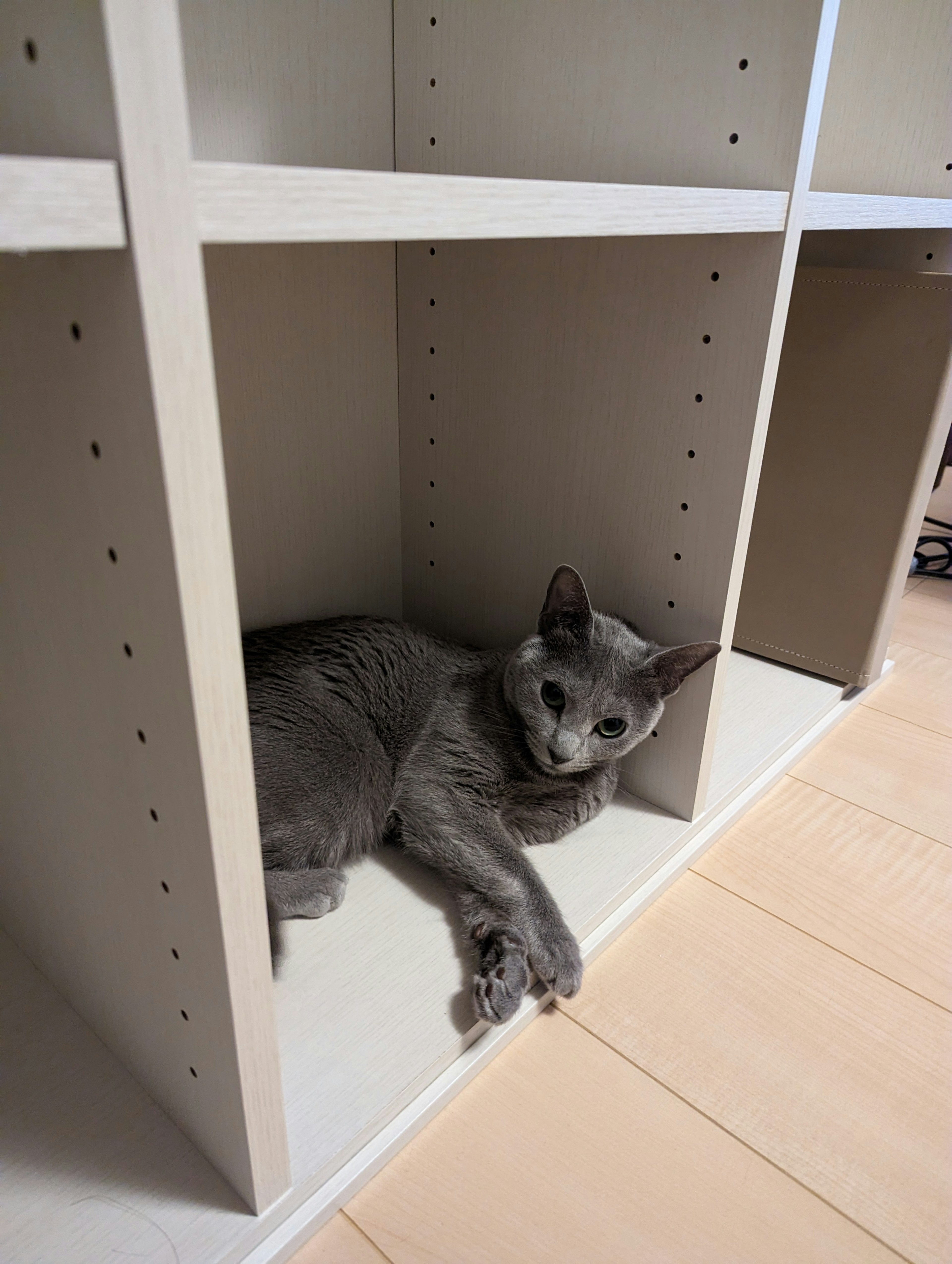 Gray cat lying inside a shelf cubby