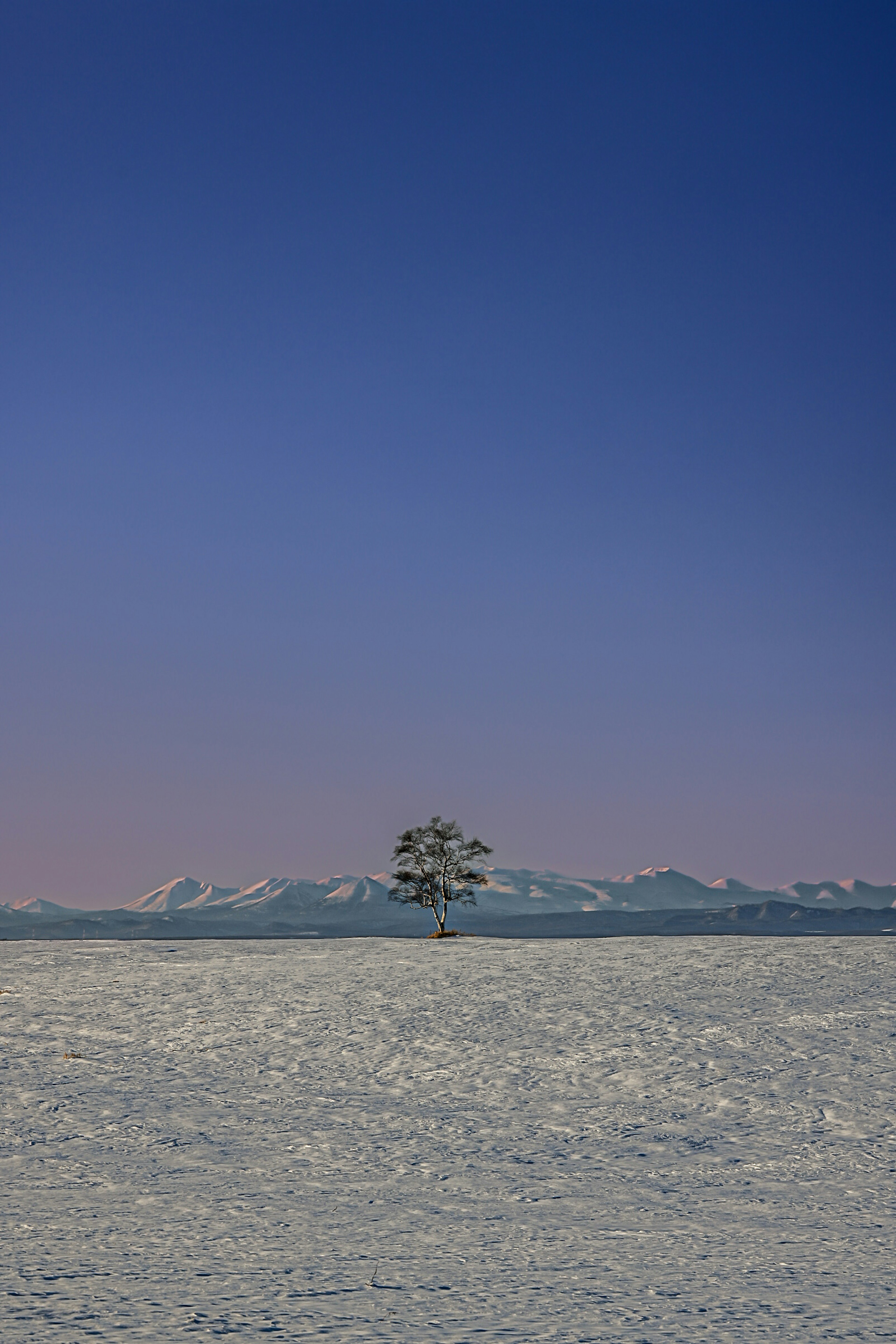 A solitary tree on a vast snowy landscape with mountains in the background