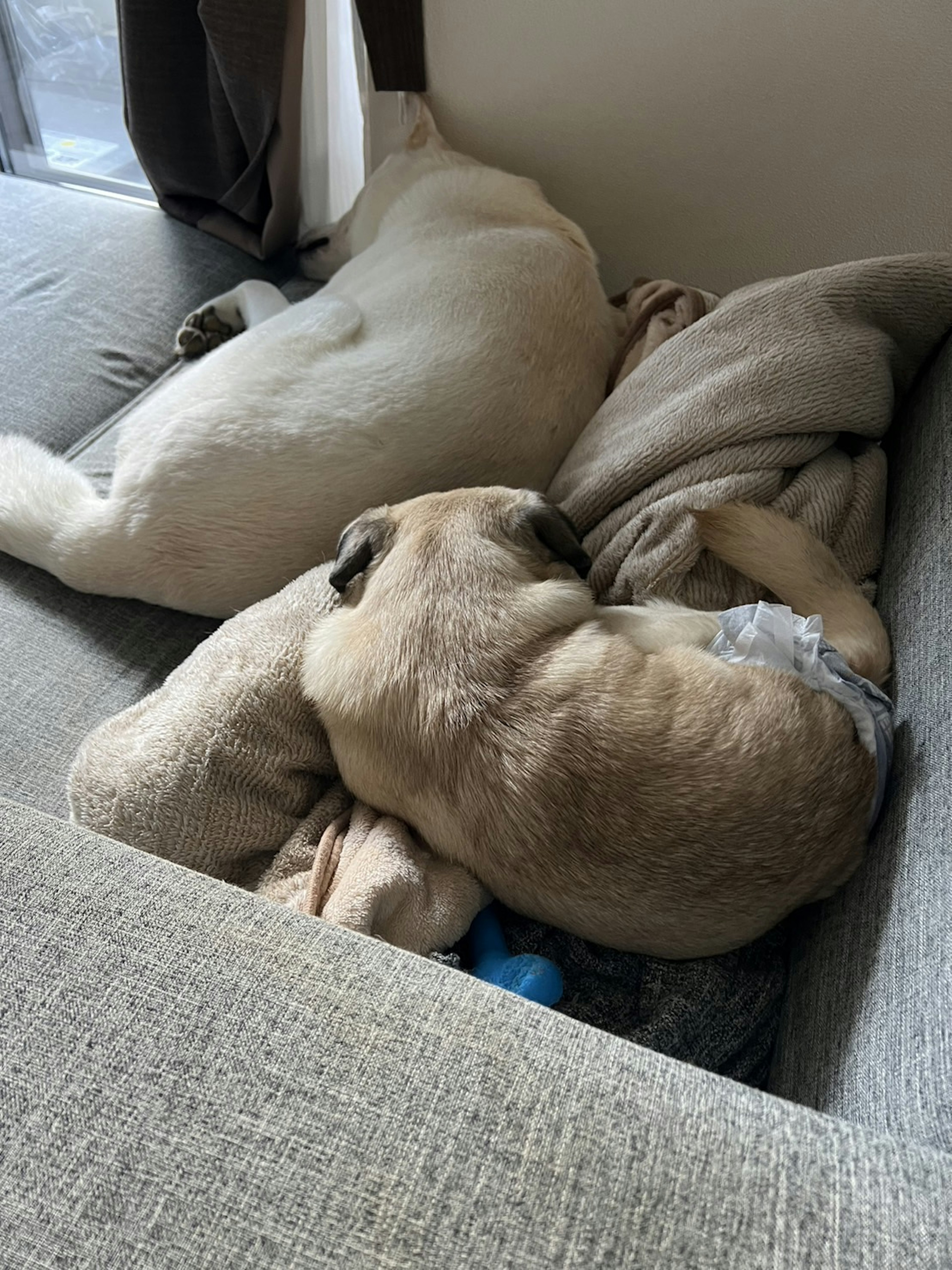 Two dogs sleeping on a couch together