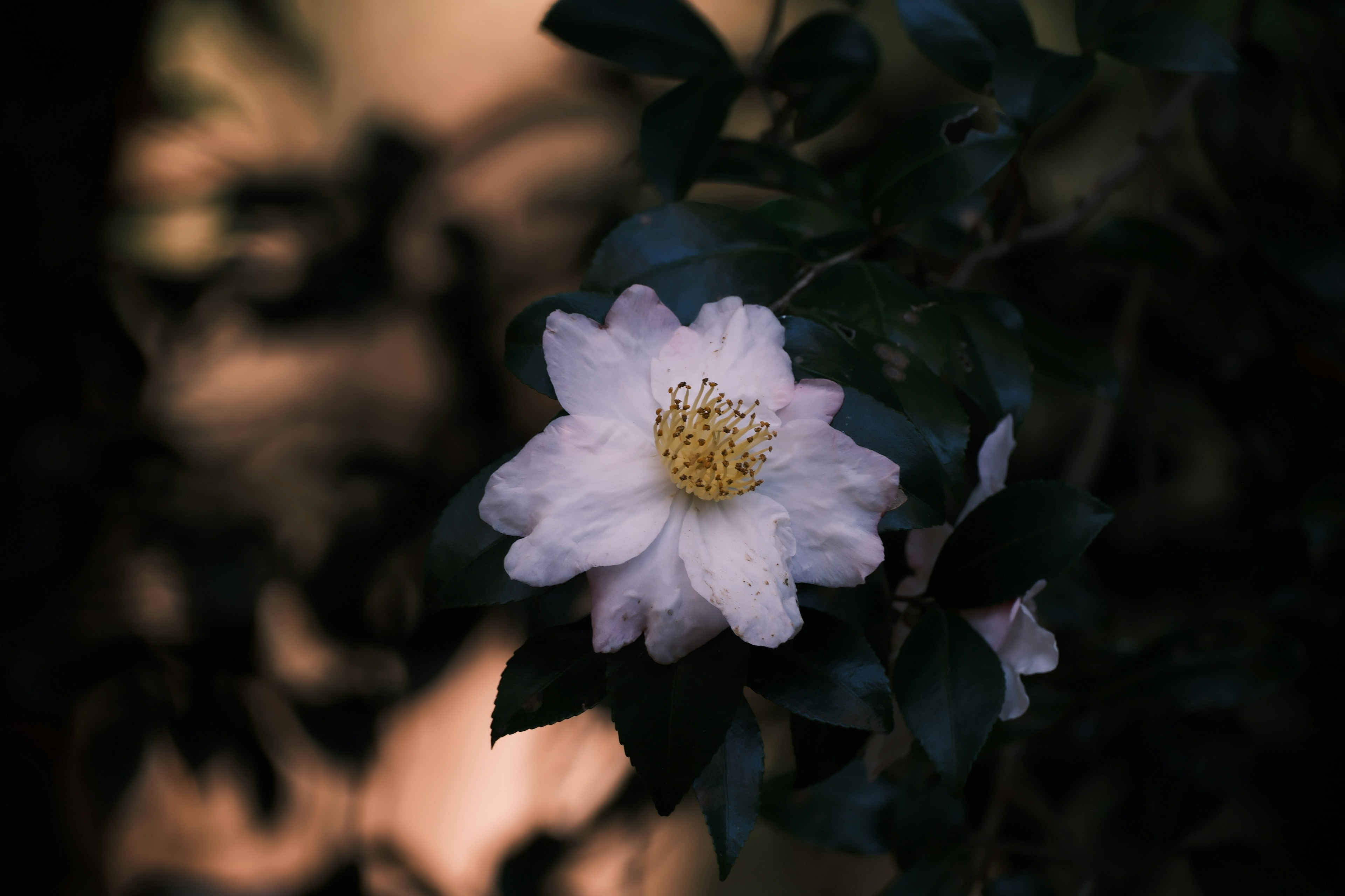 A white flower surrounded by green leaves