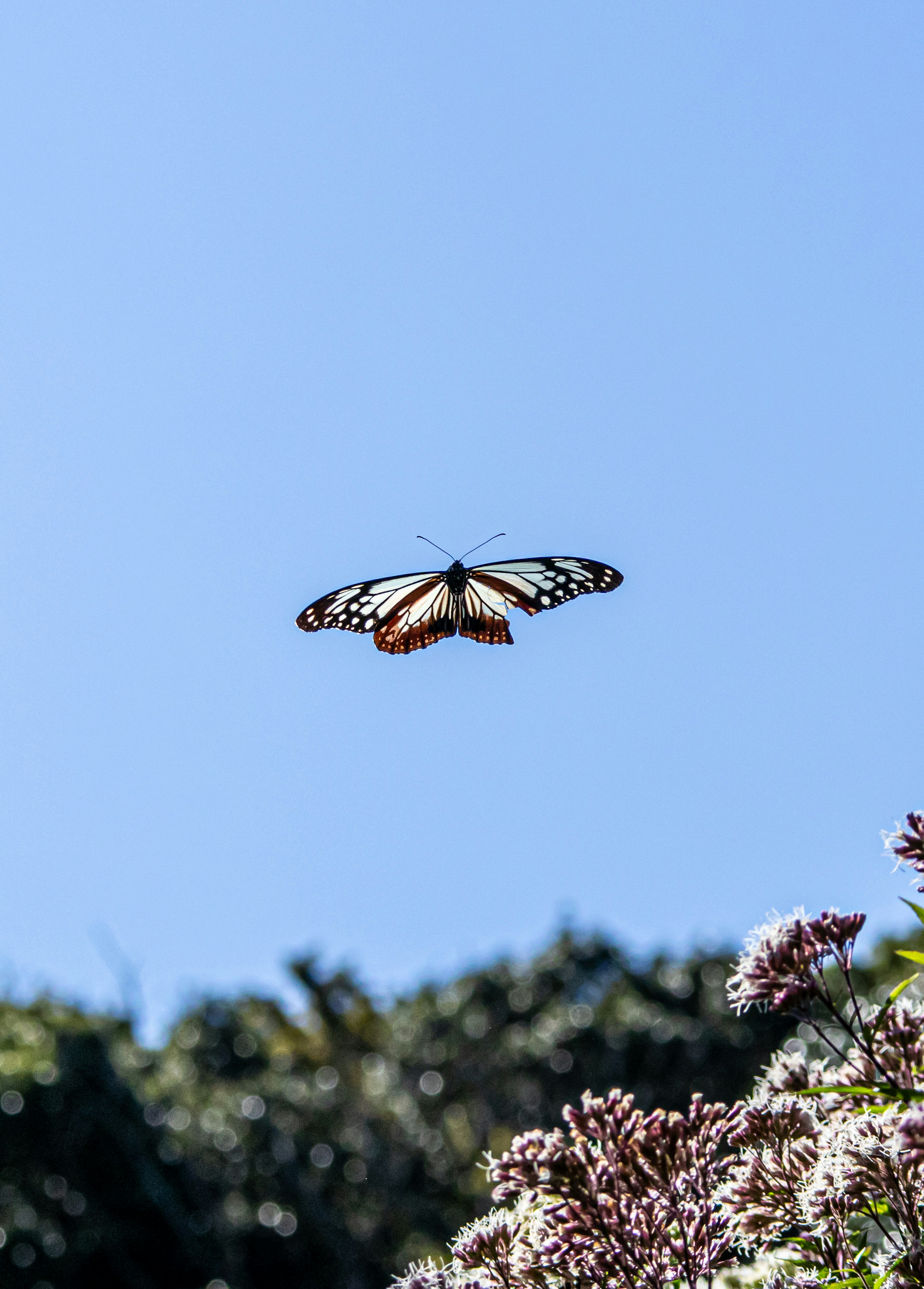 Un papillon volant contre un ciel bleu clair avec des fleurs en dessous