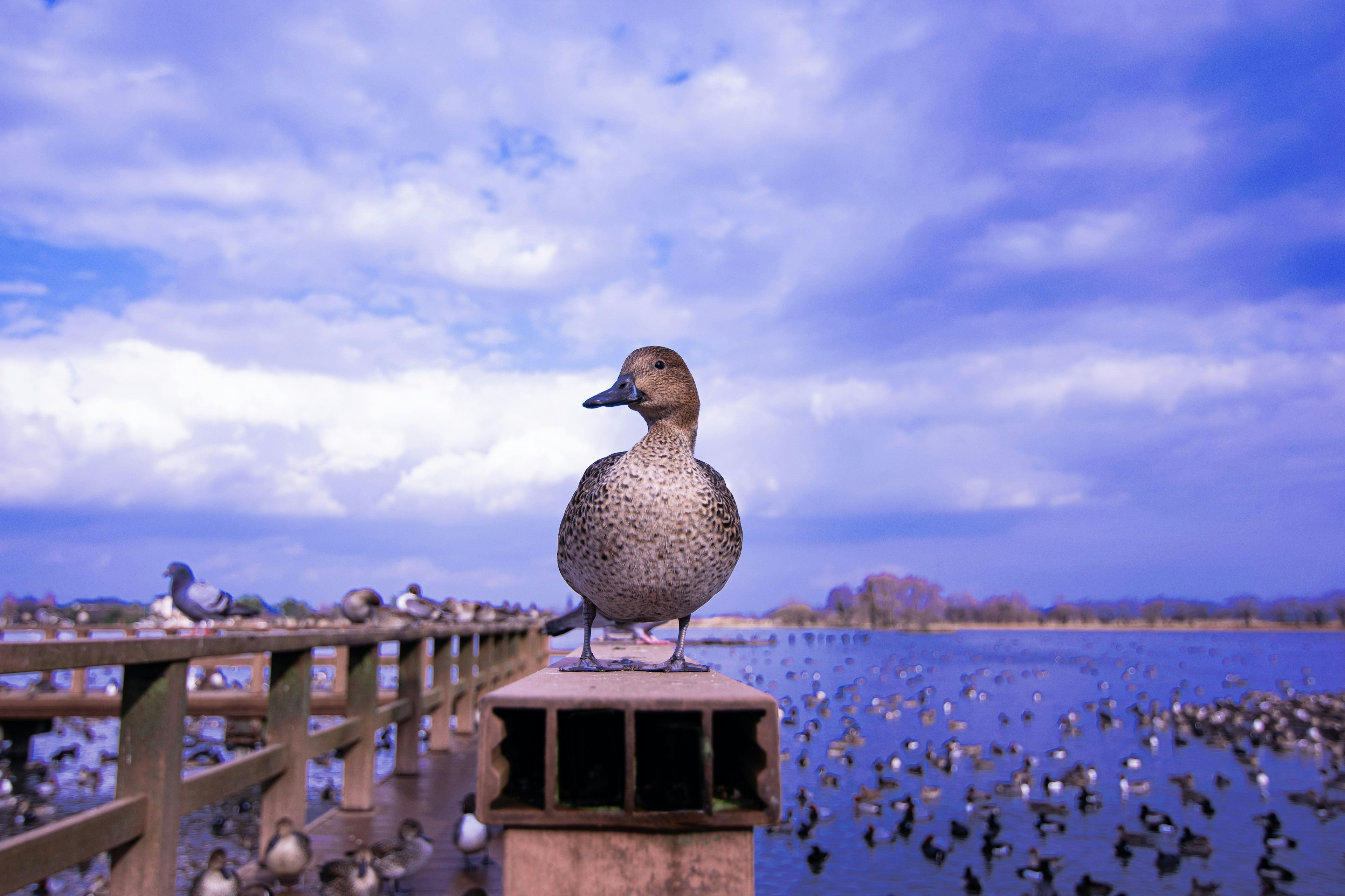 A duck standing on a post by the water with a blue sky backdrop