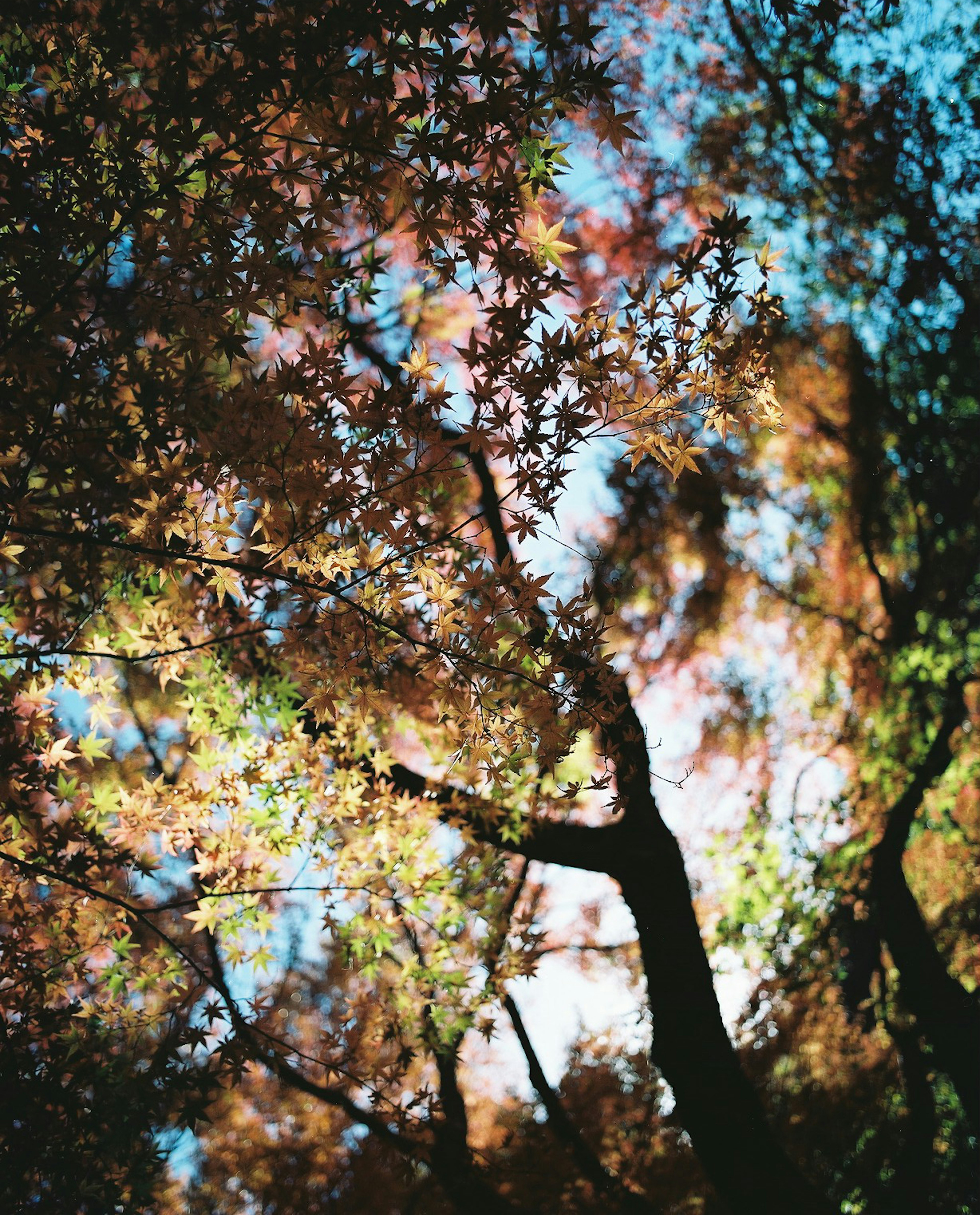 Vue vers le haut des arbres avec des feuilles colorées contre un ciel lumineux