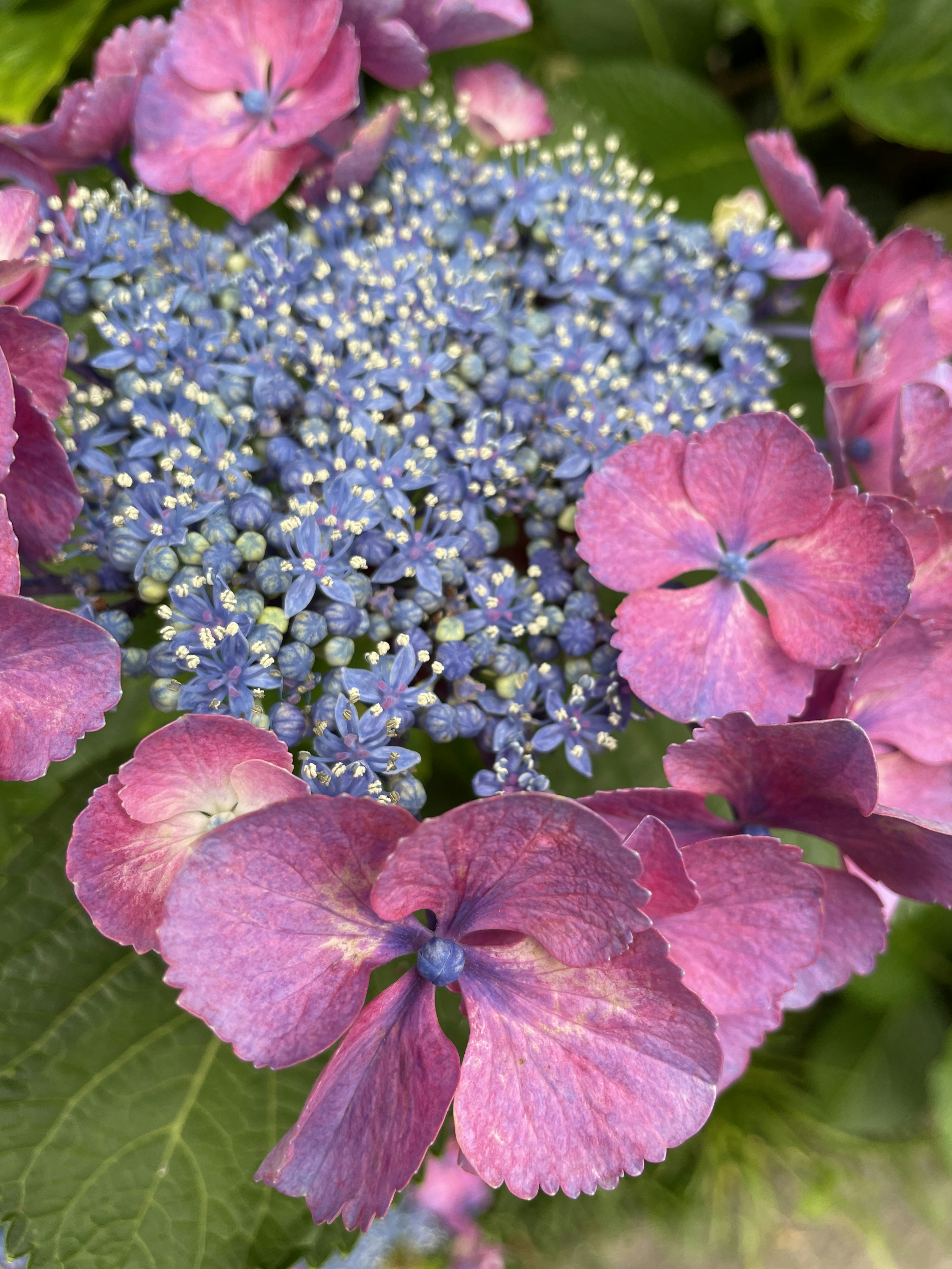 Kedekatan bunga hortensia yang indah dengan kelopak ungu dan bunga biru kecil di tengahnya