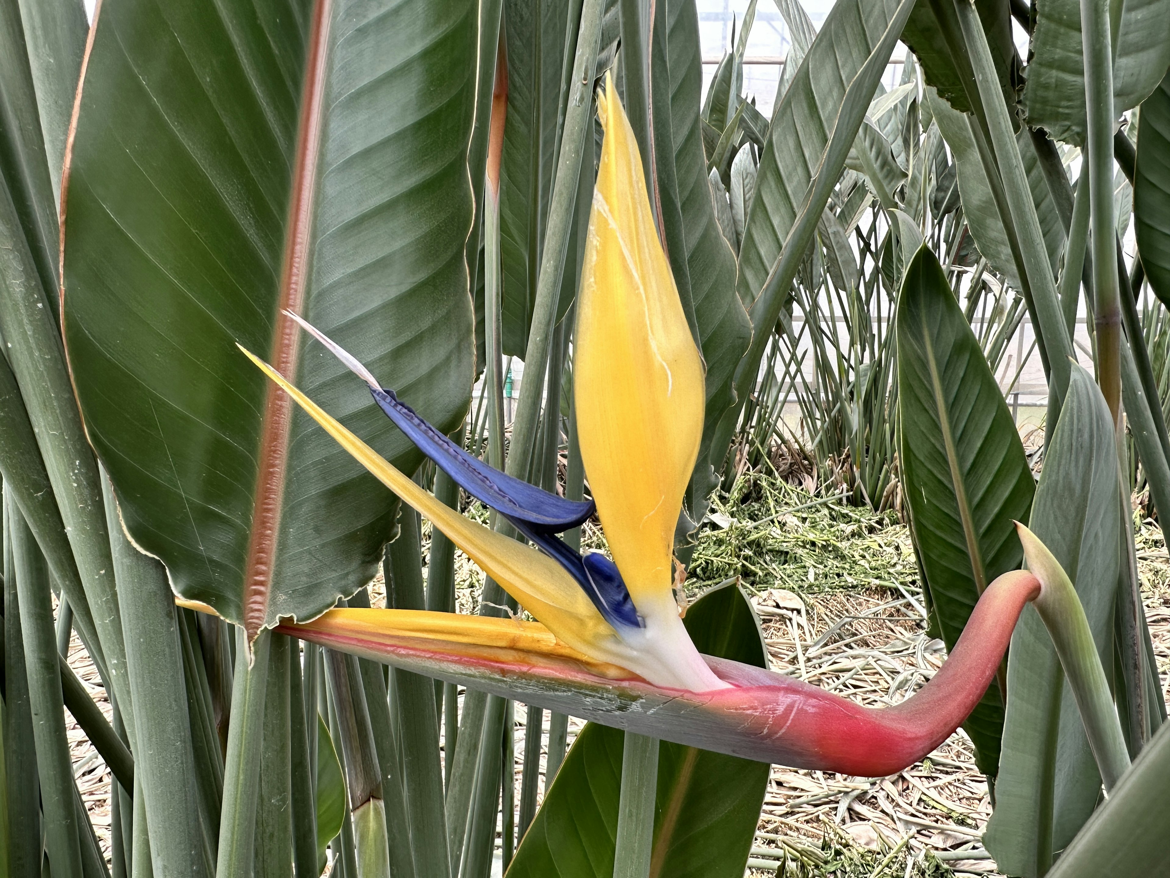 鮮やかなオレンジと黄色の鳥のような形の花が緑の葉の間に咲いている