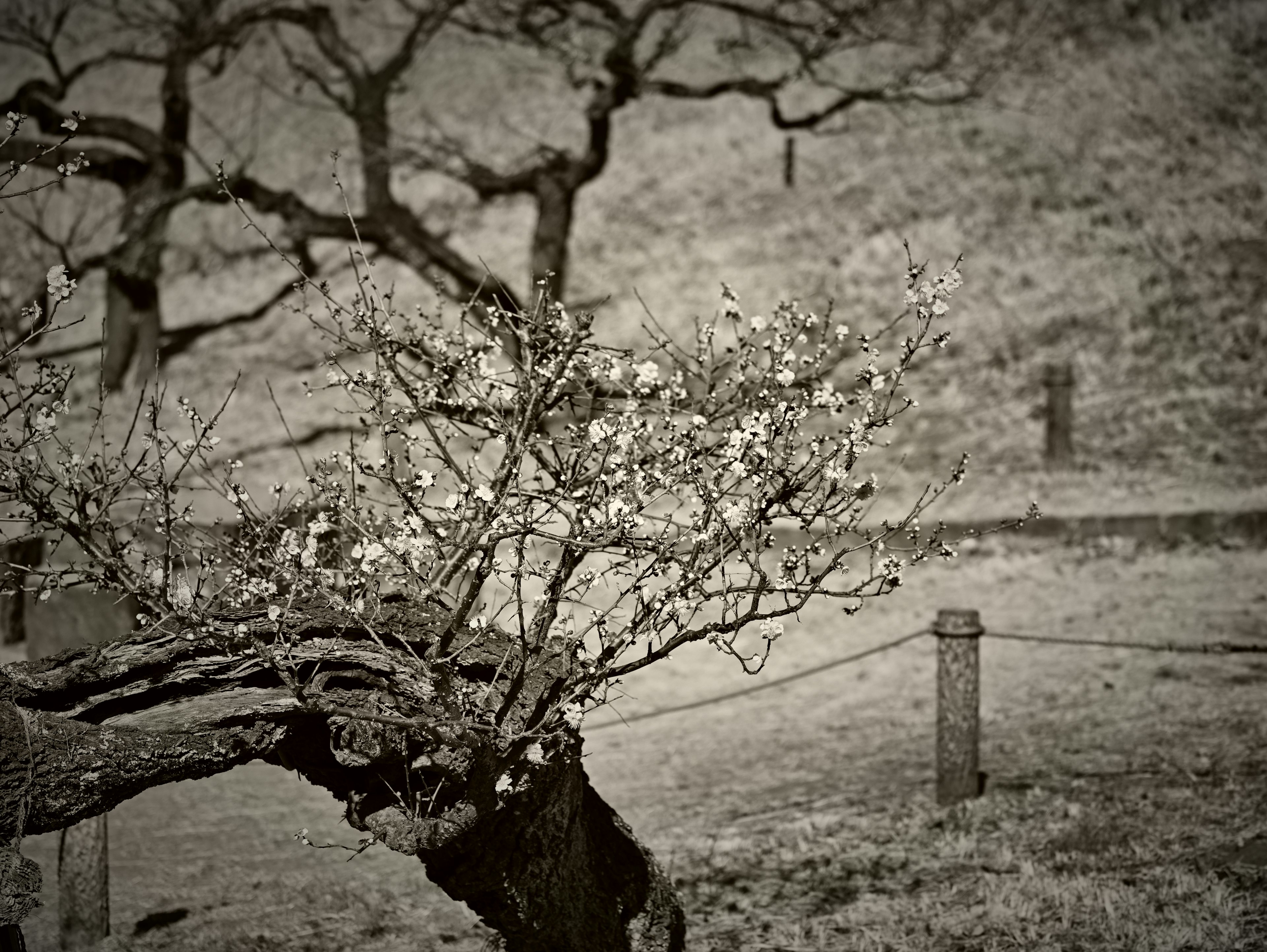 Branche fleurie sur un vieil arbre avec un arrière-plan flou