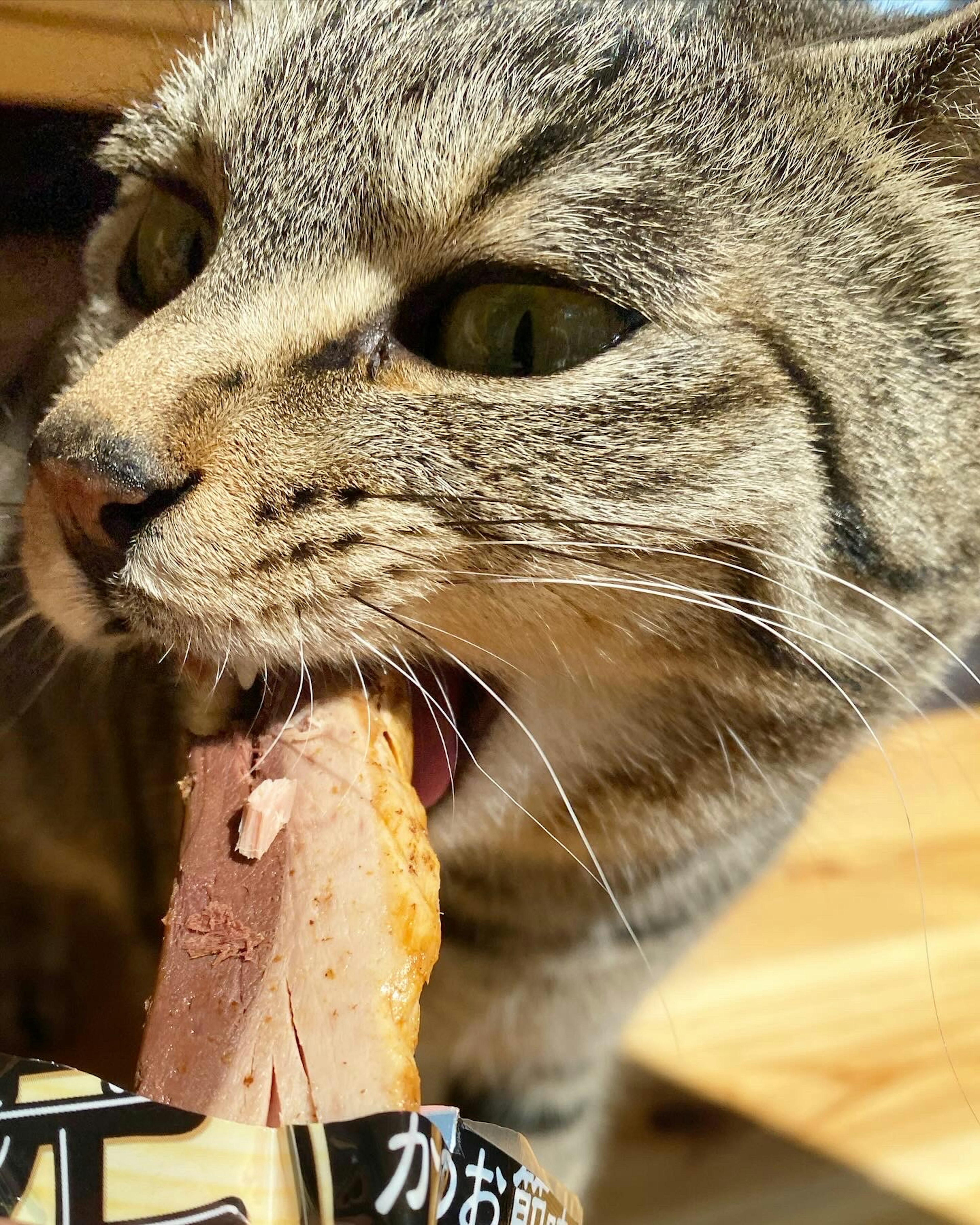 Un chat tenant de la nourriture dans sa bouche