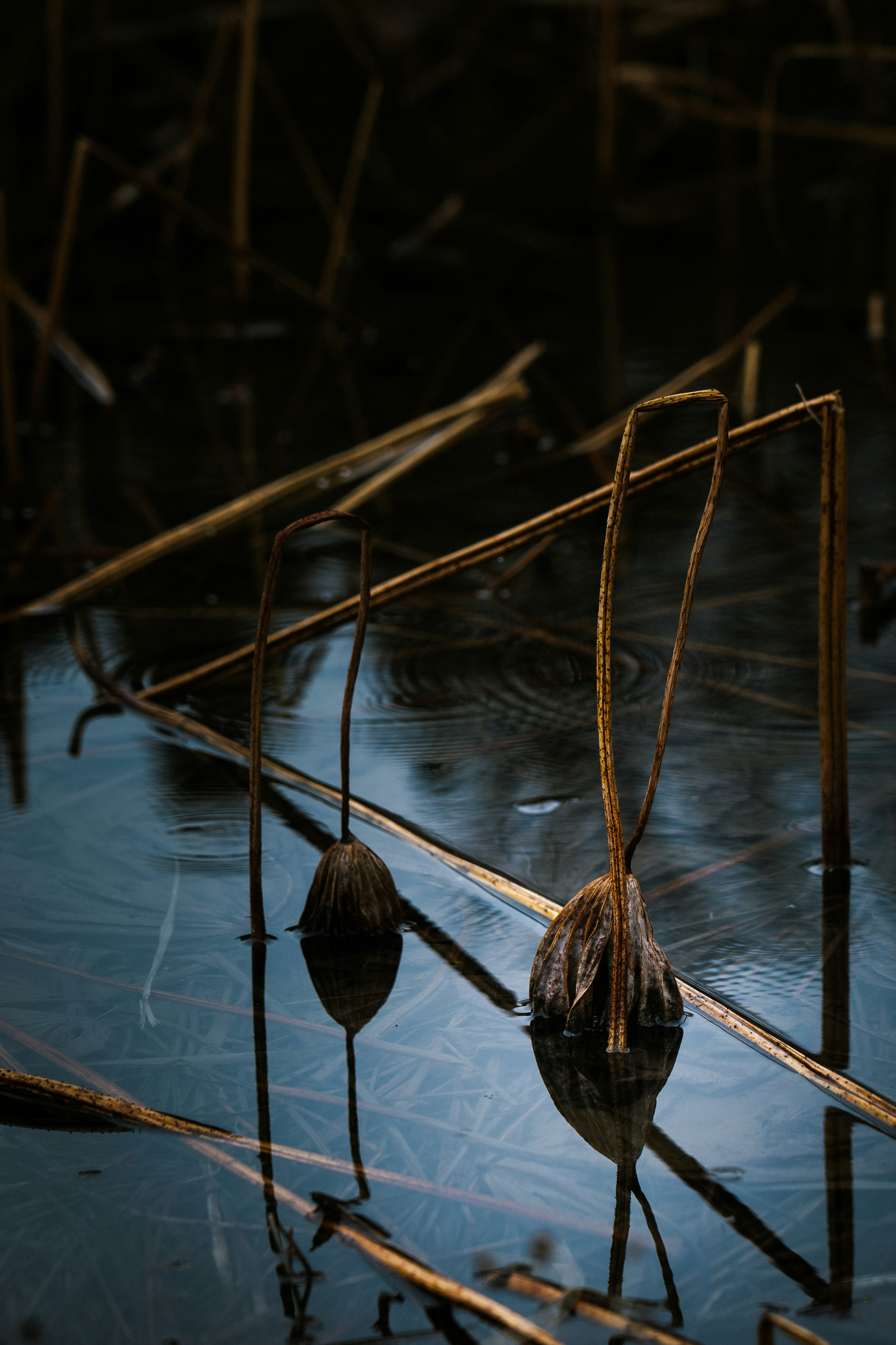 Dunkle Szene mit getrockneten Lotusstauden und -blüten, die sich auf der Wasseroberfläche spiegeln