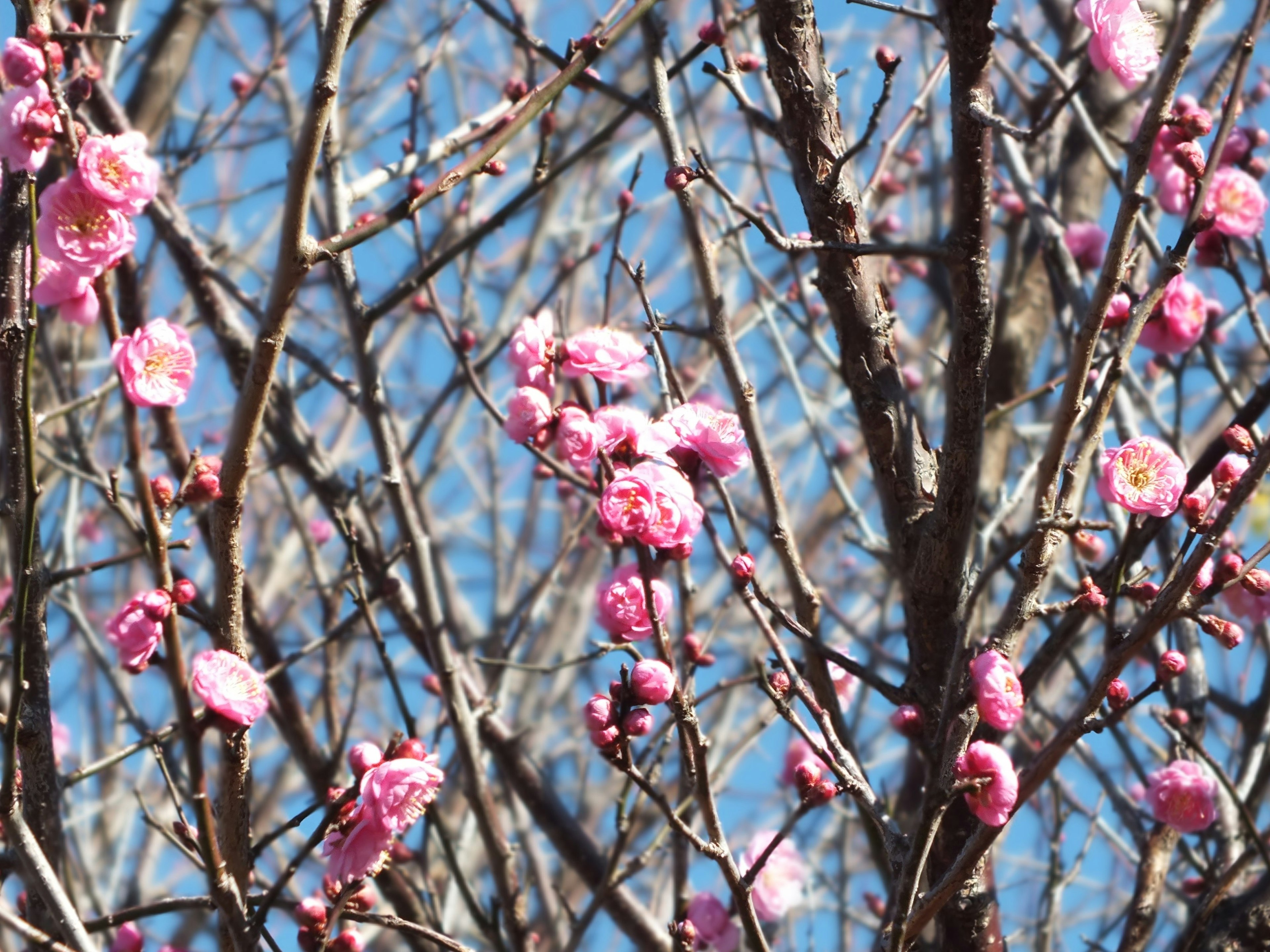 Pink plum blossoms on thin branches under a blue sky