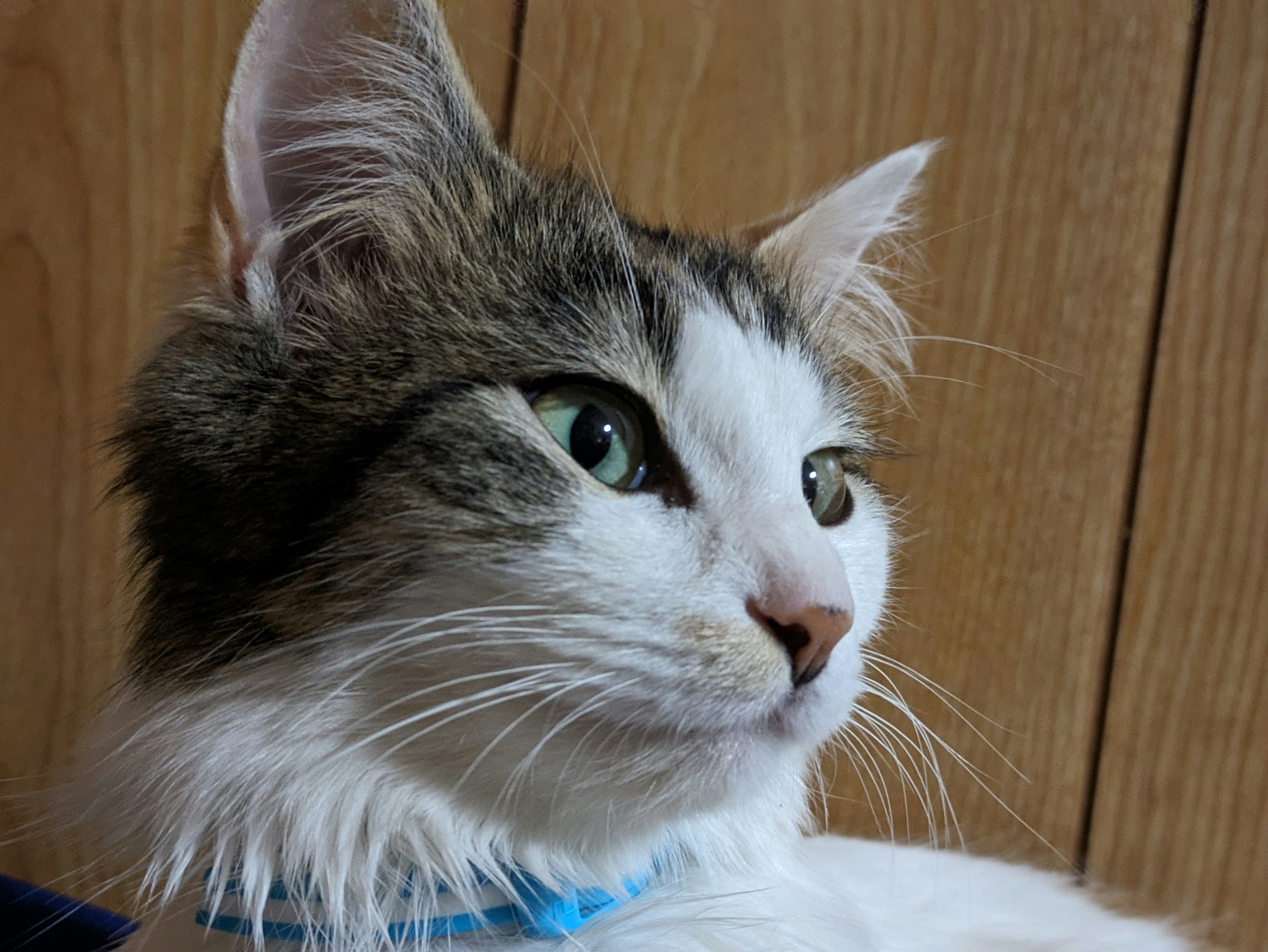 Un gato con pelaje blanco y gris mirando hacia un lado