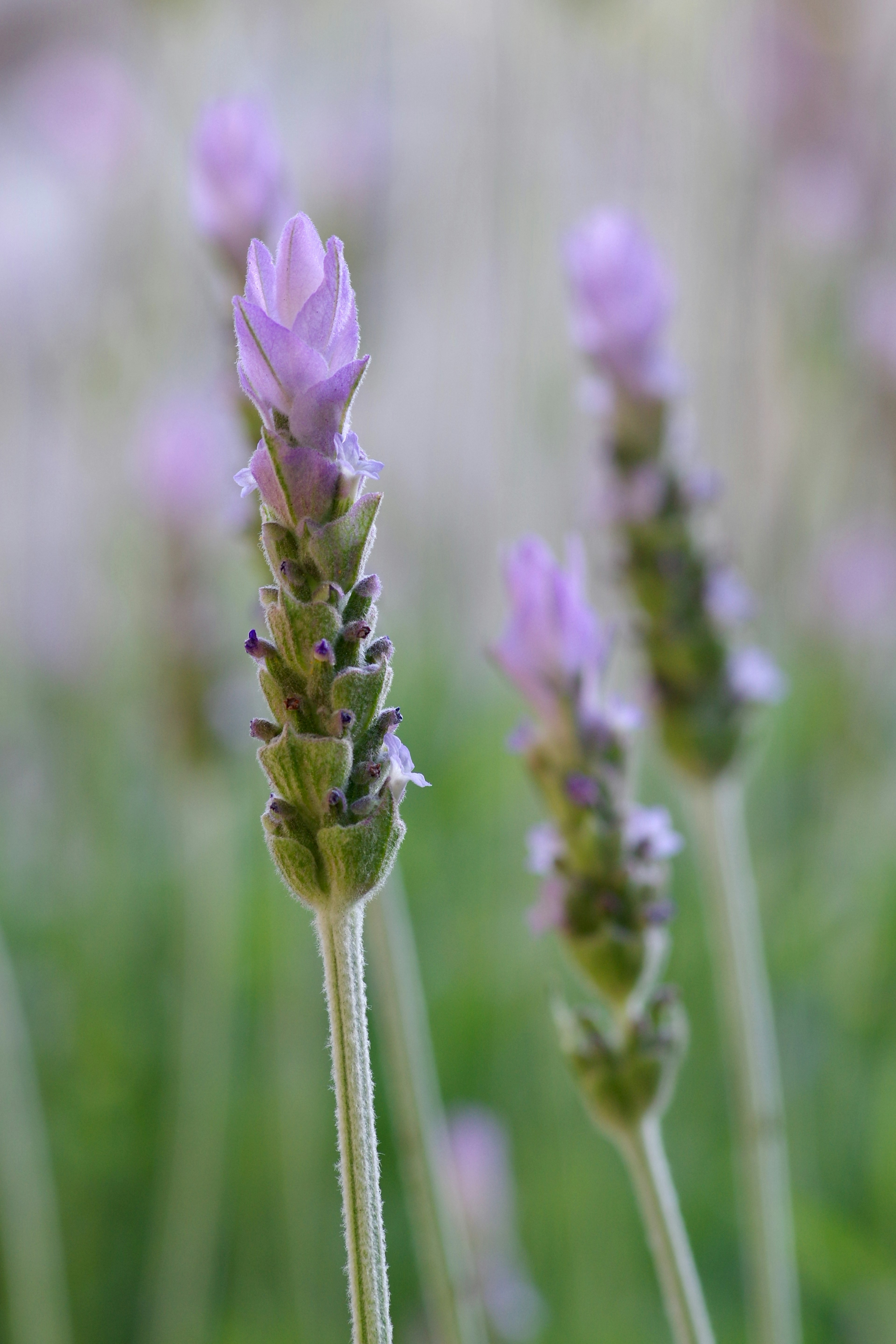 Gambar close-up bunga lavender mekar berwarna ungu