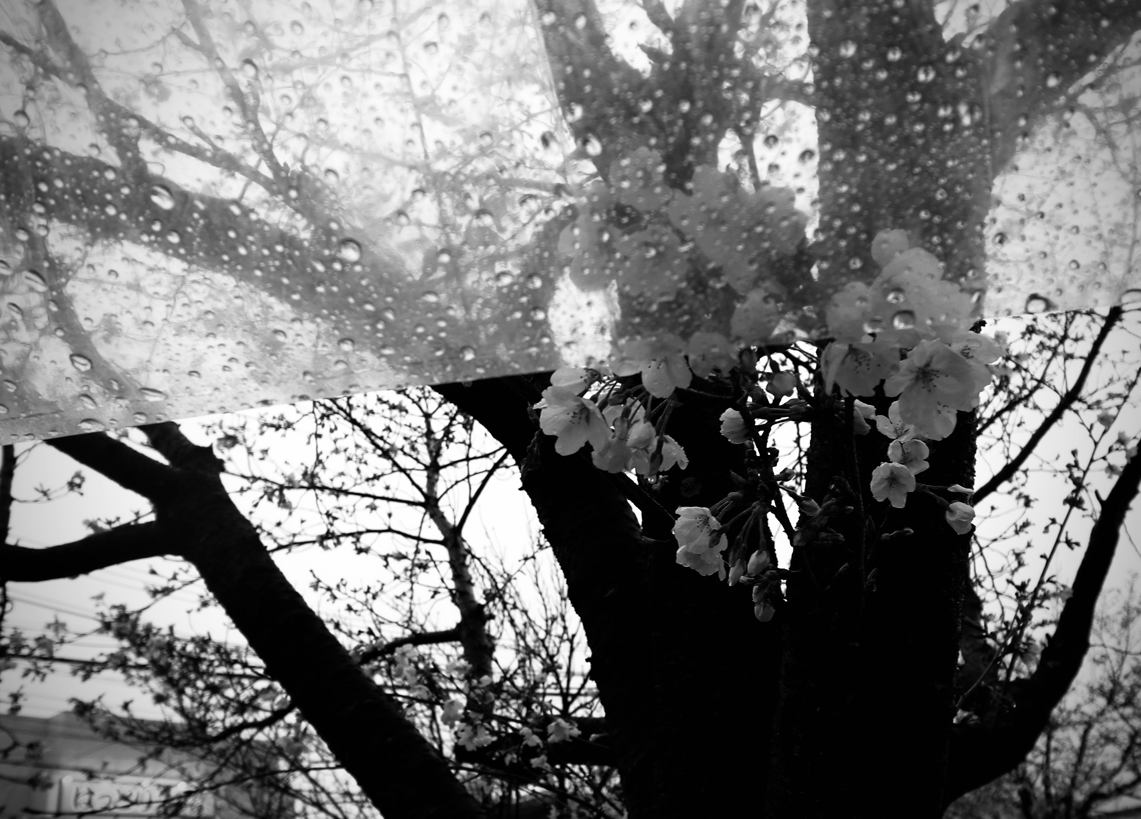 Schwarzweißbild von Kirschblüten und Baum-Silhouette bei Regen