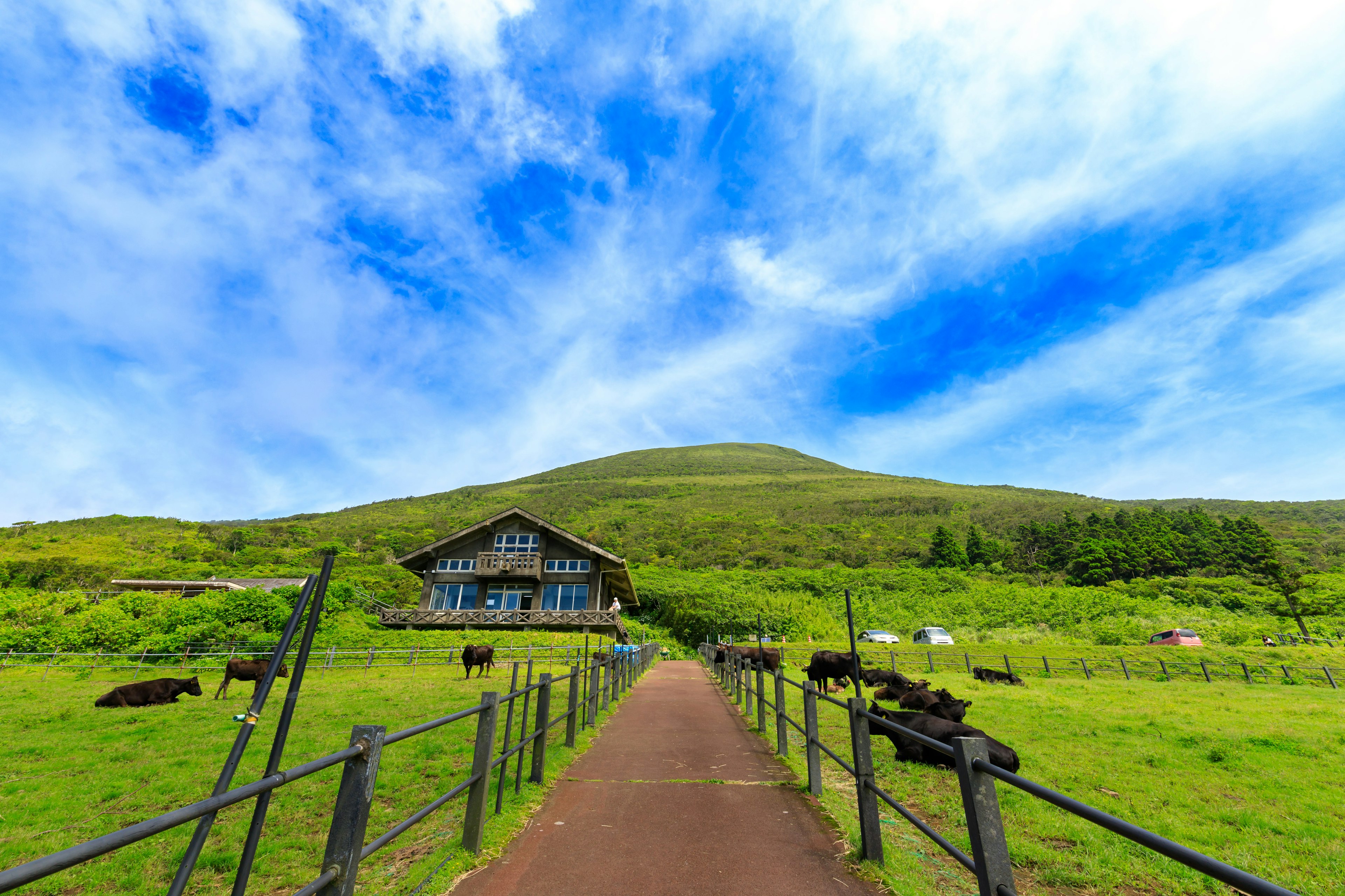 緑の草原と牛がいる農場の風景 青空と雲が広がる