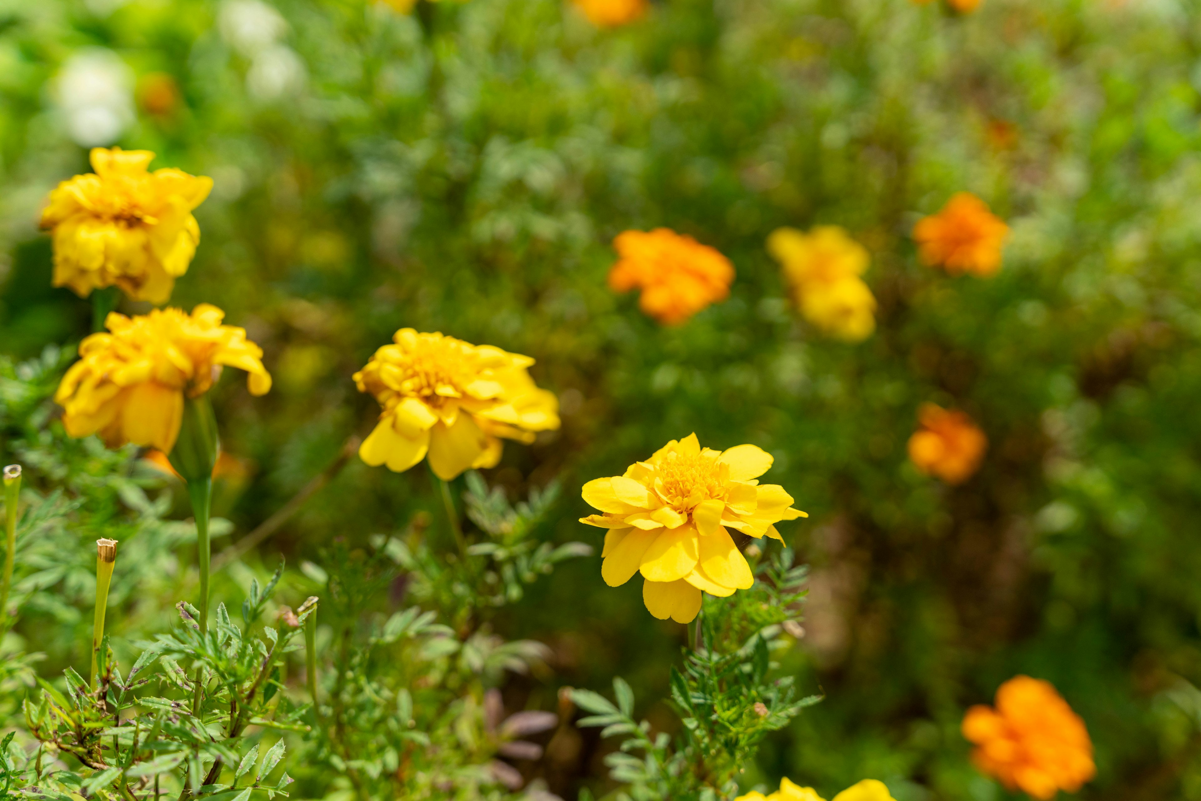 Flores de caléndula amarillas y naranjas vibrantes floreciendo contra un fondo de hojas verdes