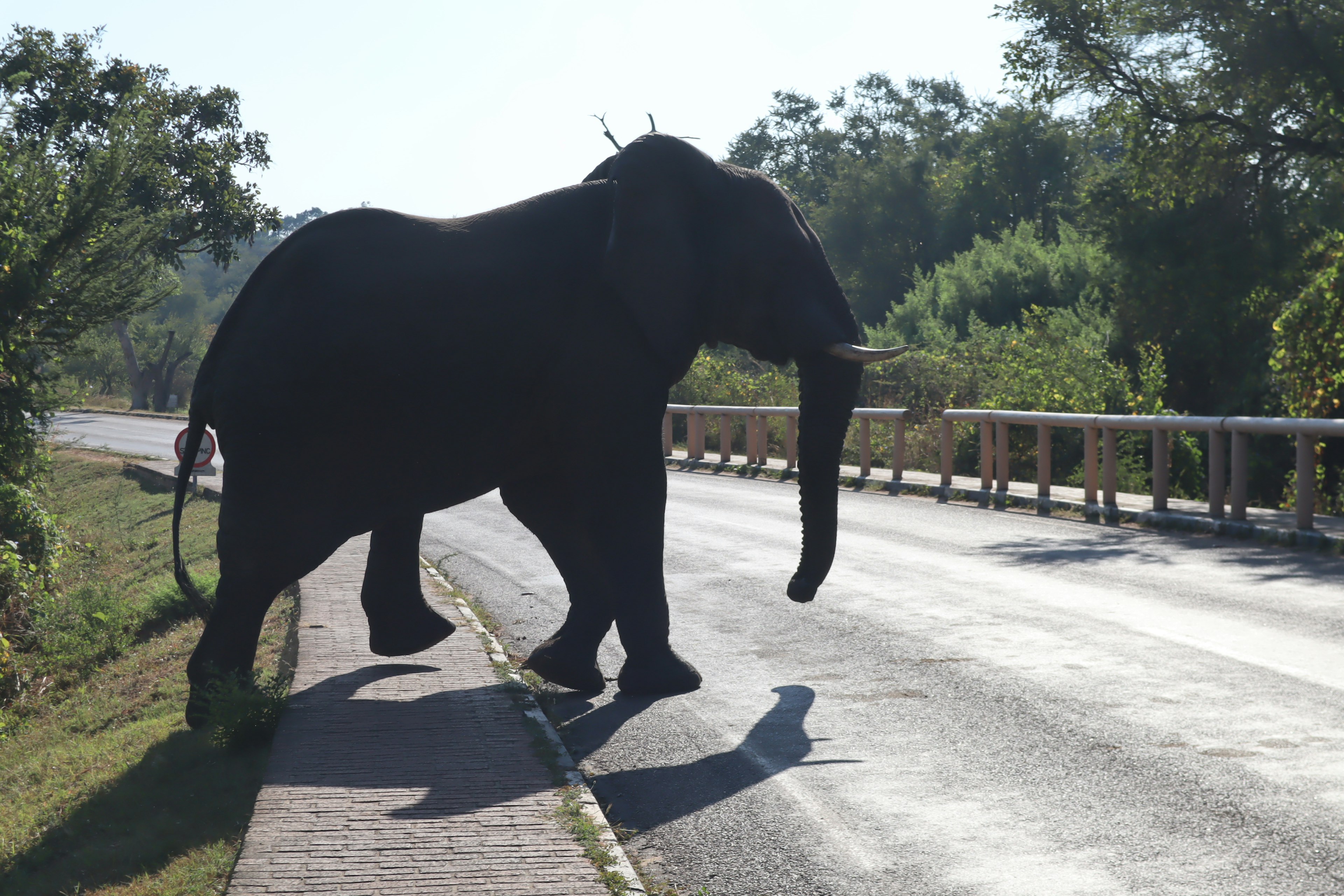 Silhouette di un elefante che attraversa la strada circondato da vegetazione e cielo blu