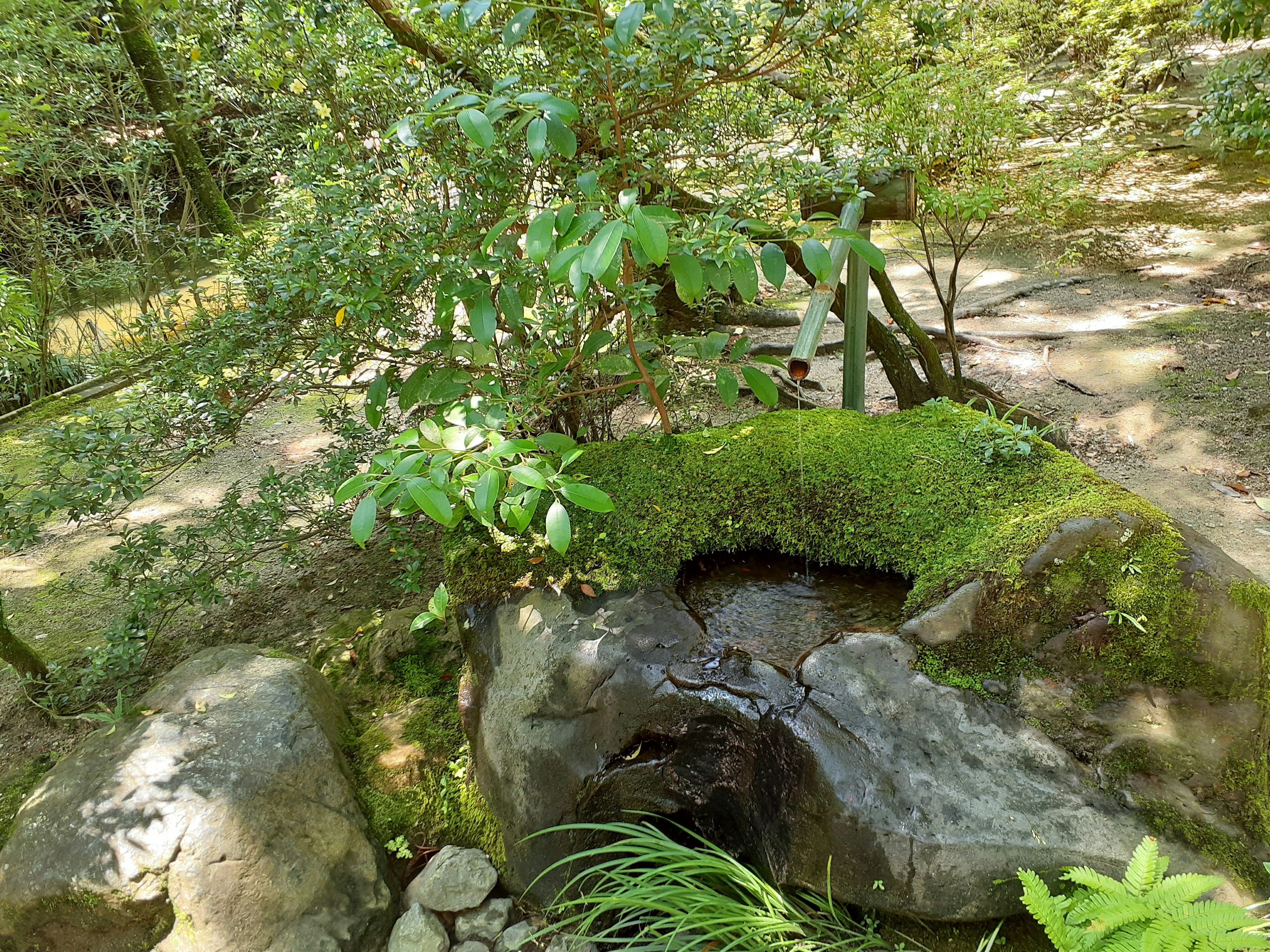 Forest scene with moss-covered rocks and a small stream