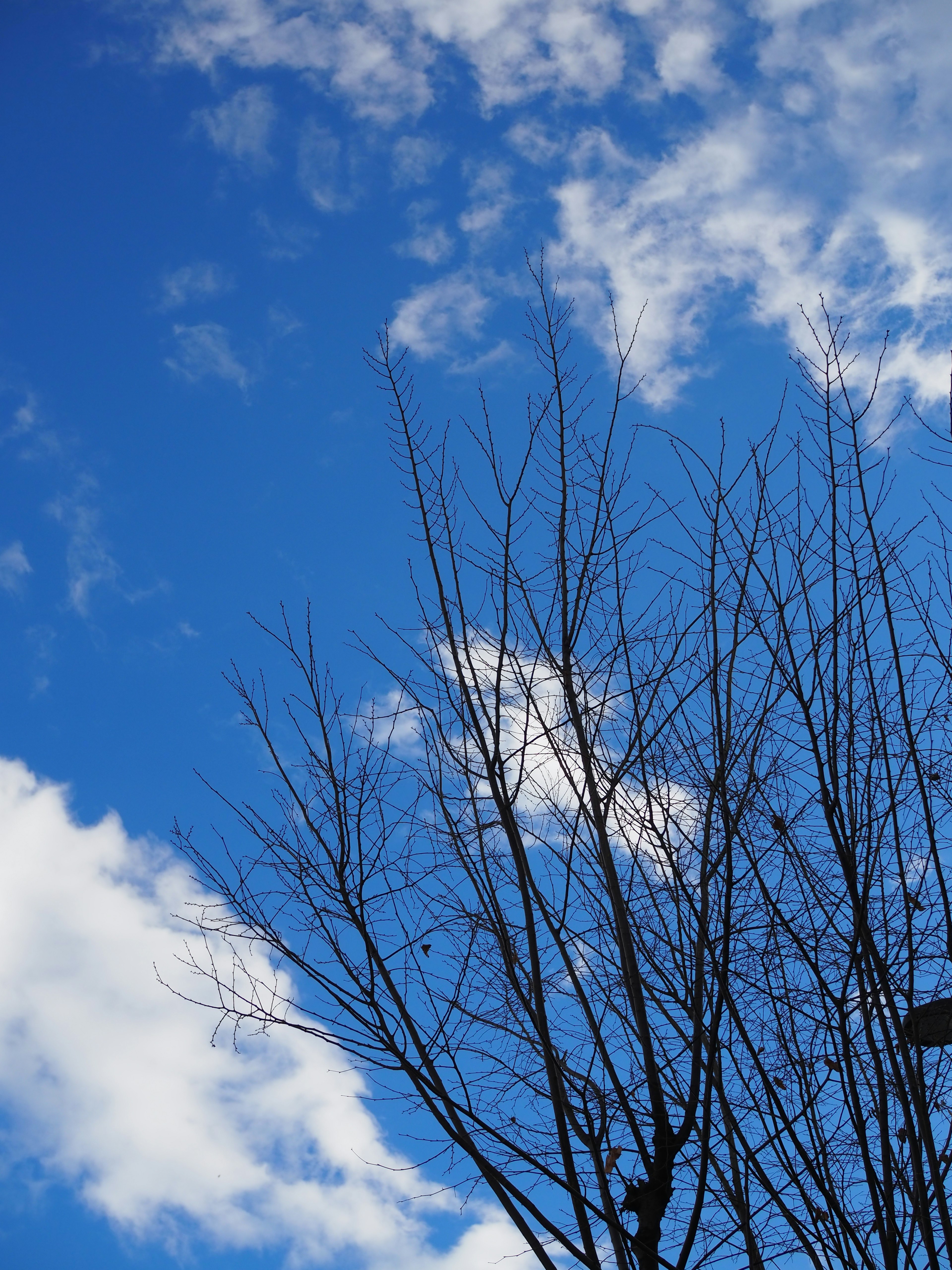 Silhouette eines kahlen Baumes vor einem blauen Himmel mit weißen Wolken