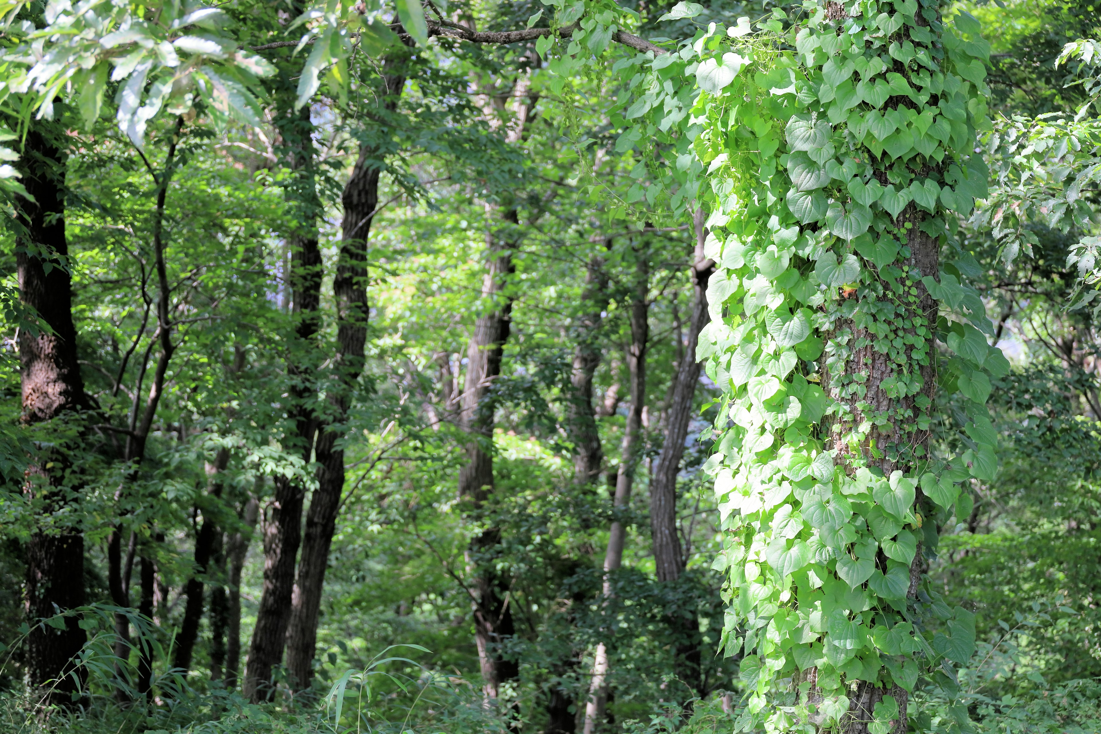 Hutan hijau subur dengan pohon dan tanaman merambat