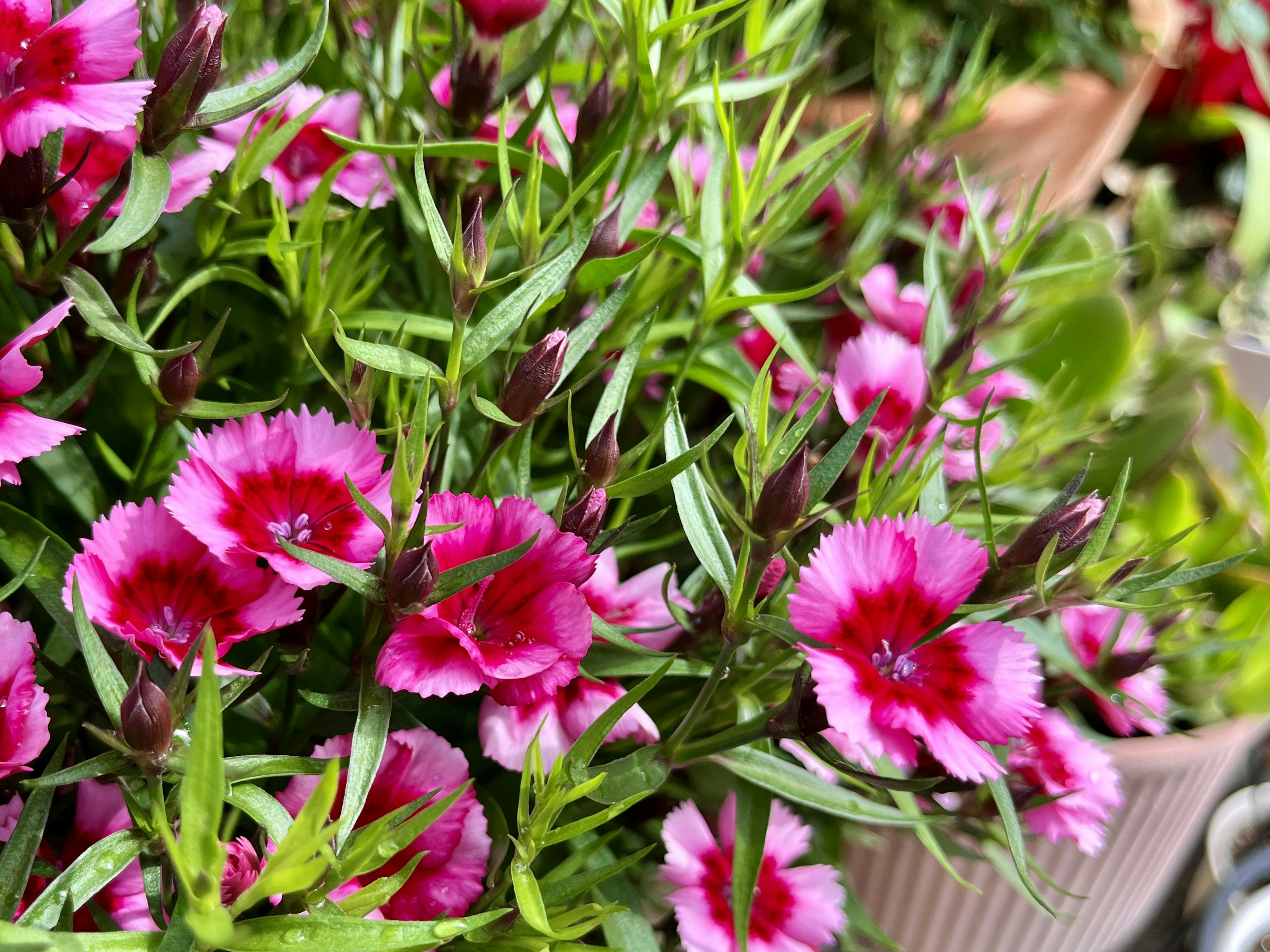 Lebendige rosa und weiße Blumen blühen auf üppigen grünen Pflanzen