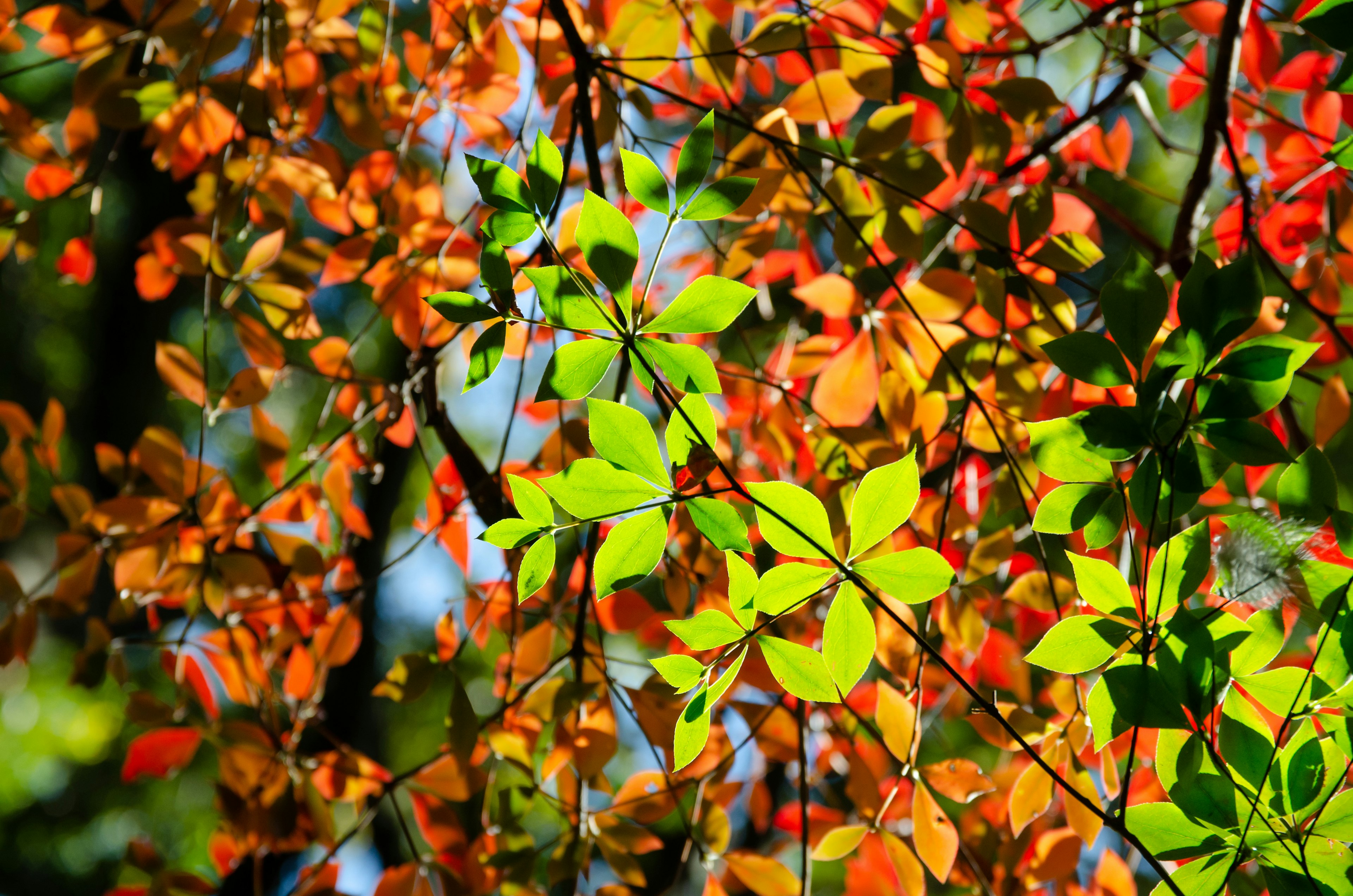 Feuillage d'automne avec des feuilles vertes et orange créant un contraste magnifique