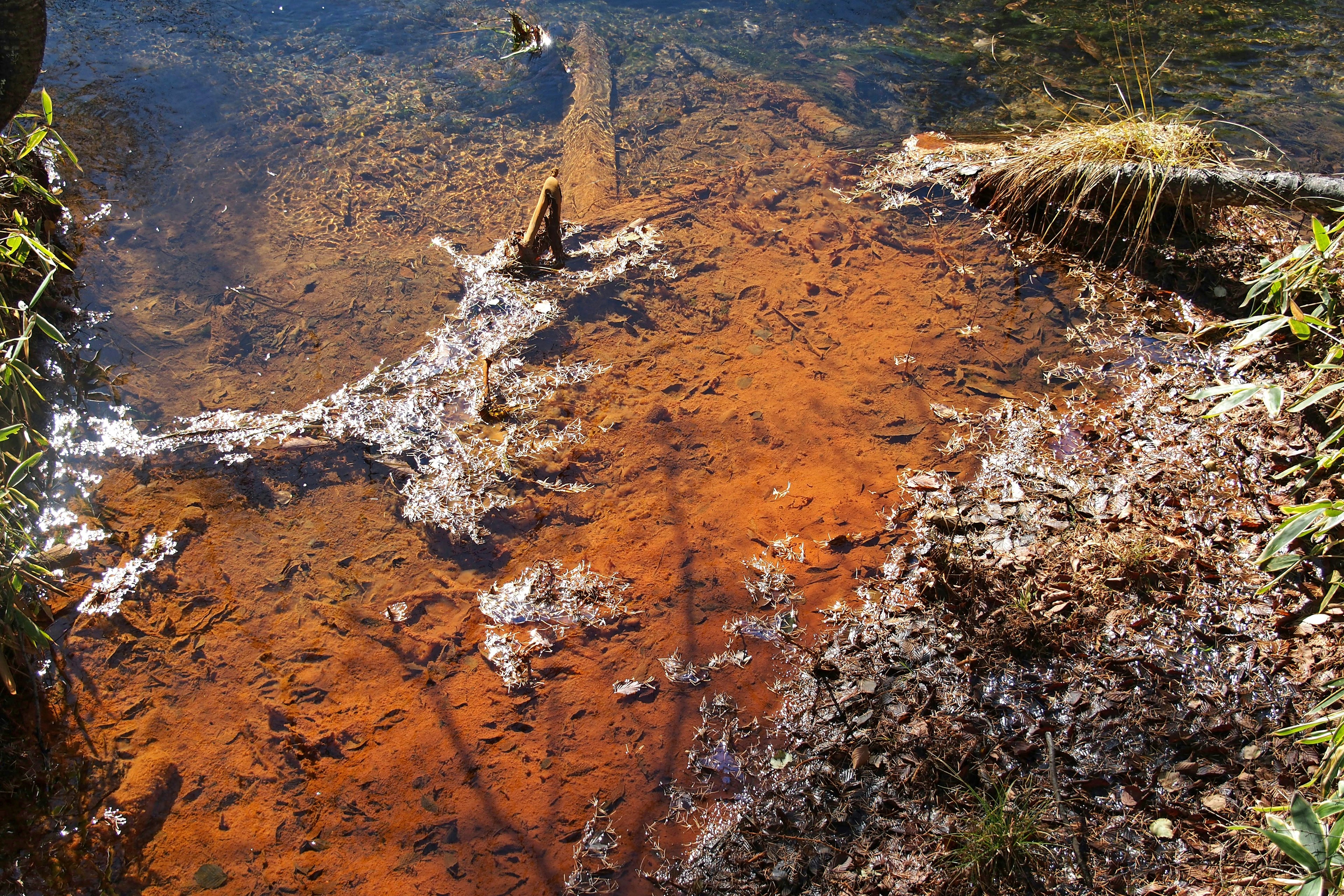 A natural scene featuring orange algae on the water surface with visible tree branches