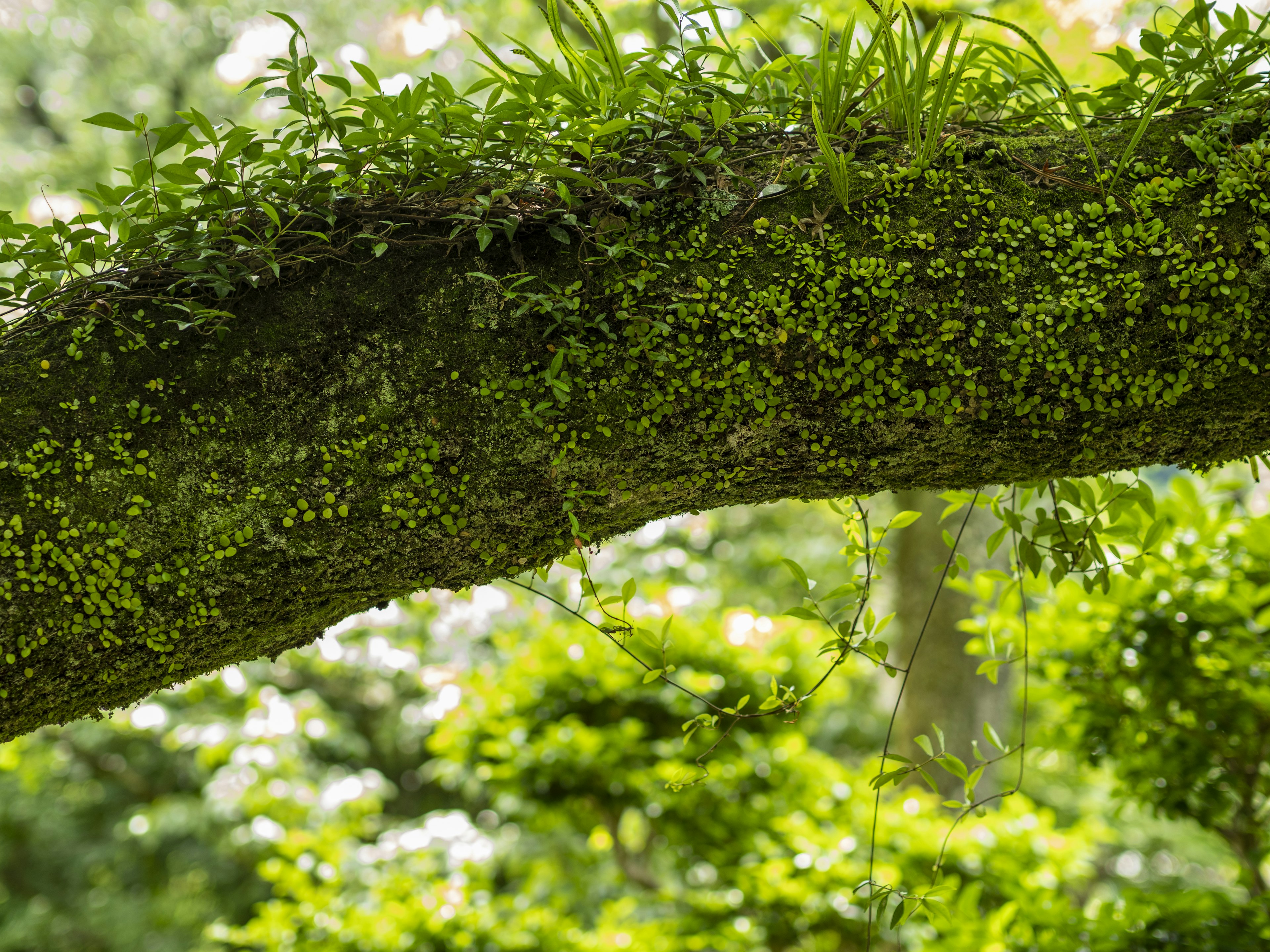 Close-up of a tree branch covered with green moss and grass