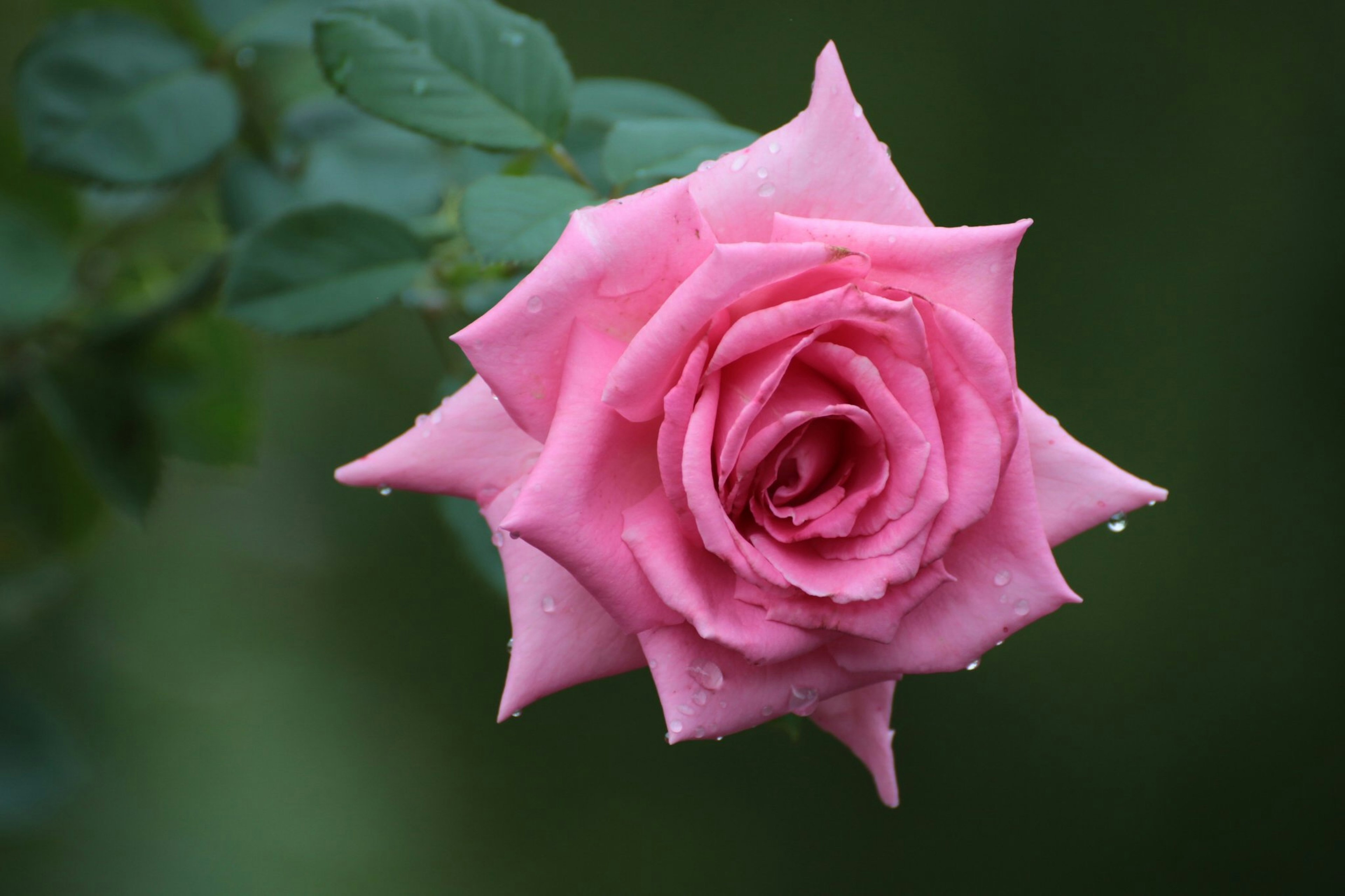 A beautiful pink rose blooming against a green background