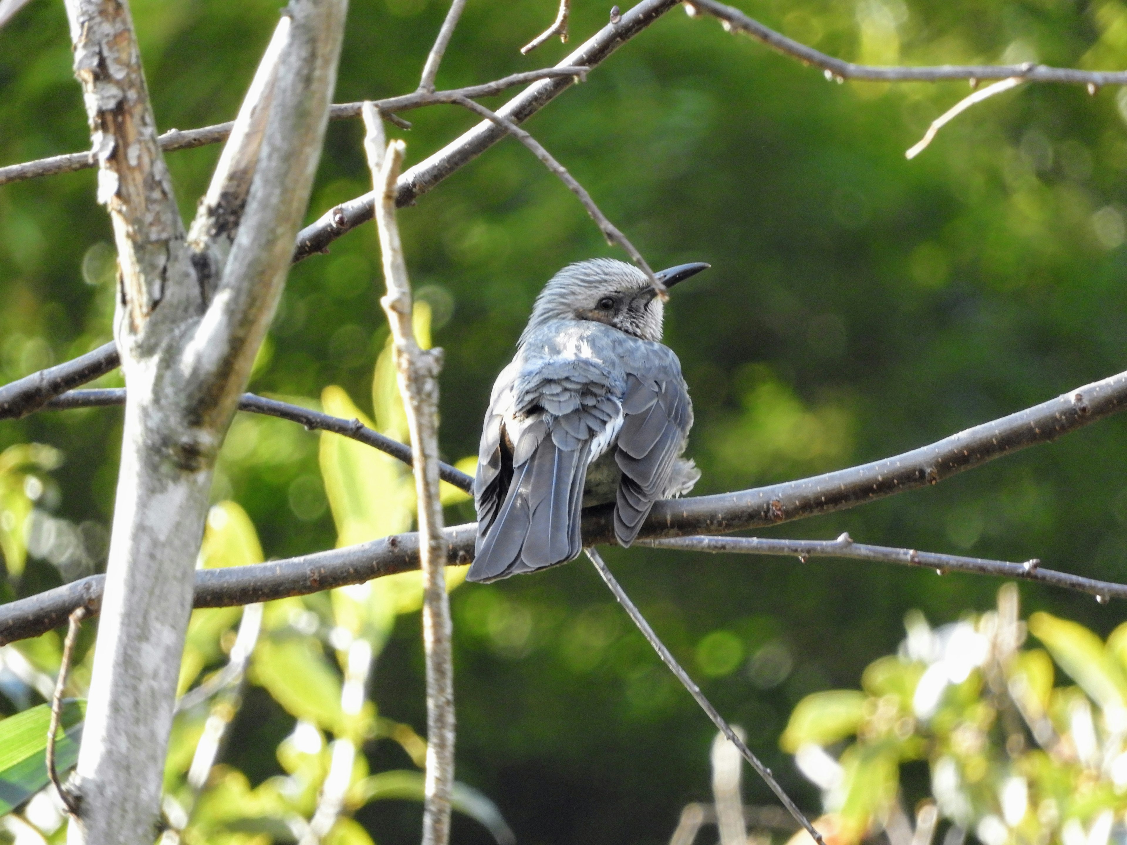 Grauer Vogel sitzt auf einem Ast