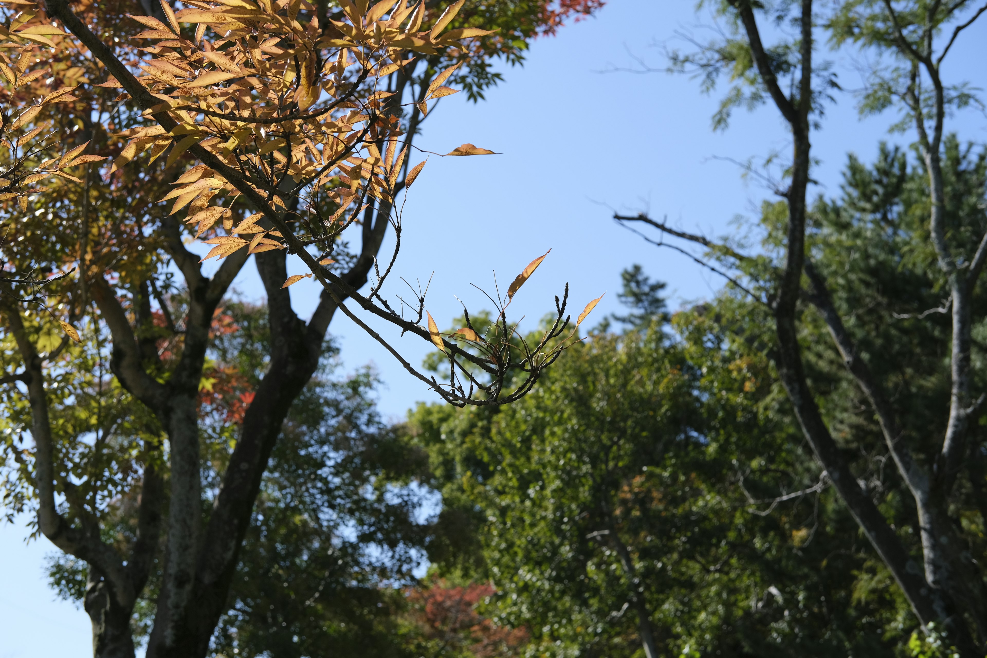 Bäume mit Herbstblättern unter blauem Himmel