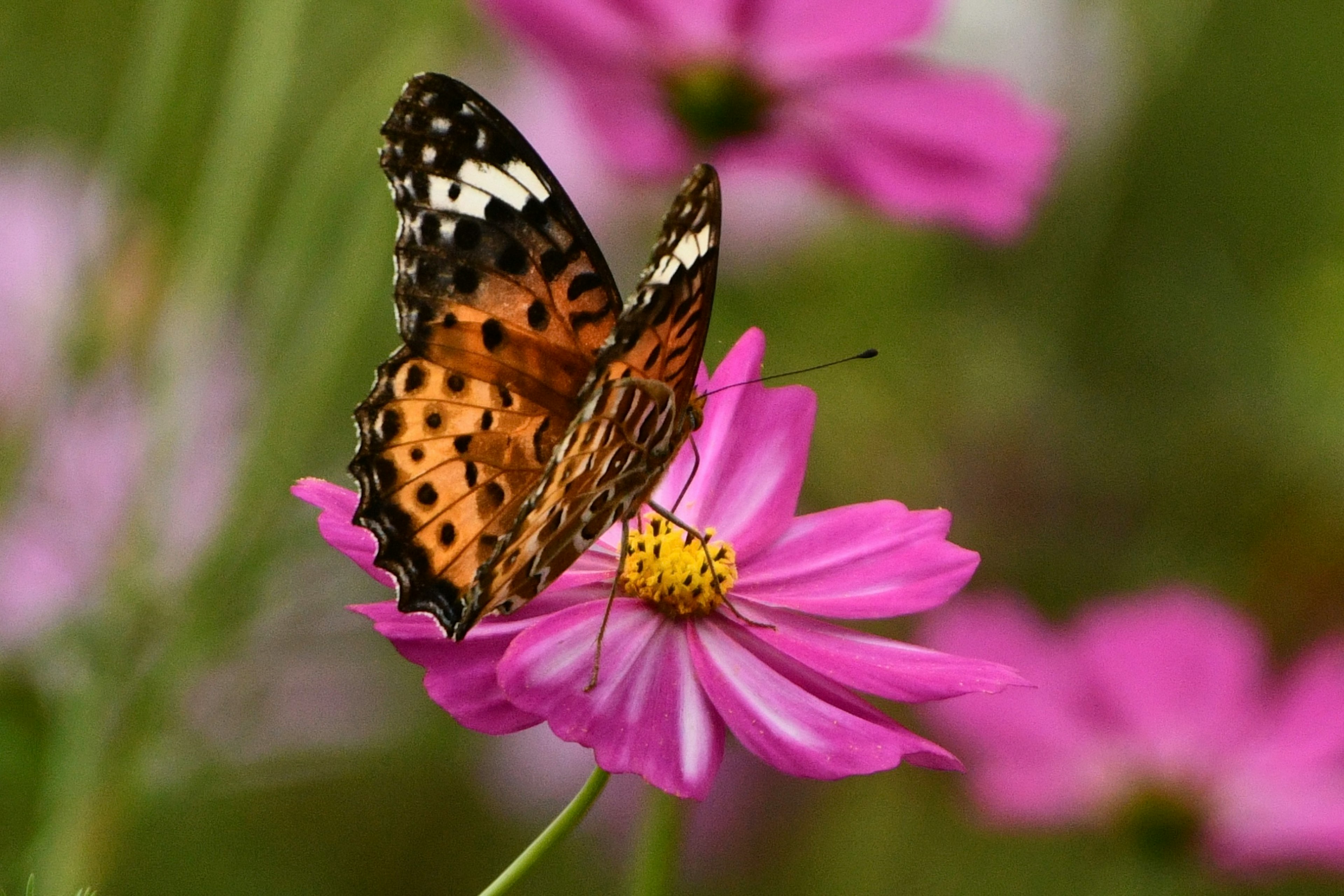 Ein orangefarbener Schmetterling sitzt auf einer rosa Blume in einer lebhaften Naturlandschaft