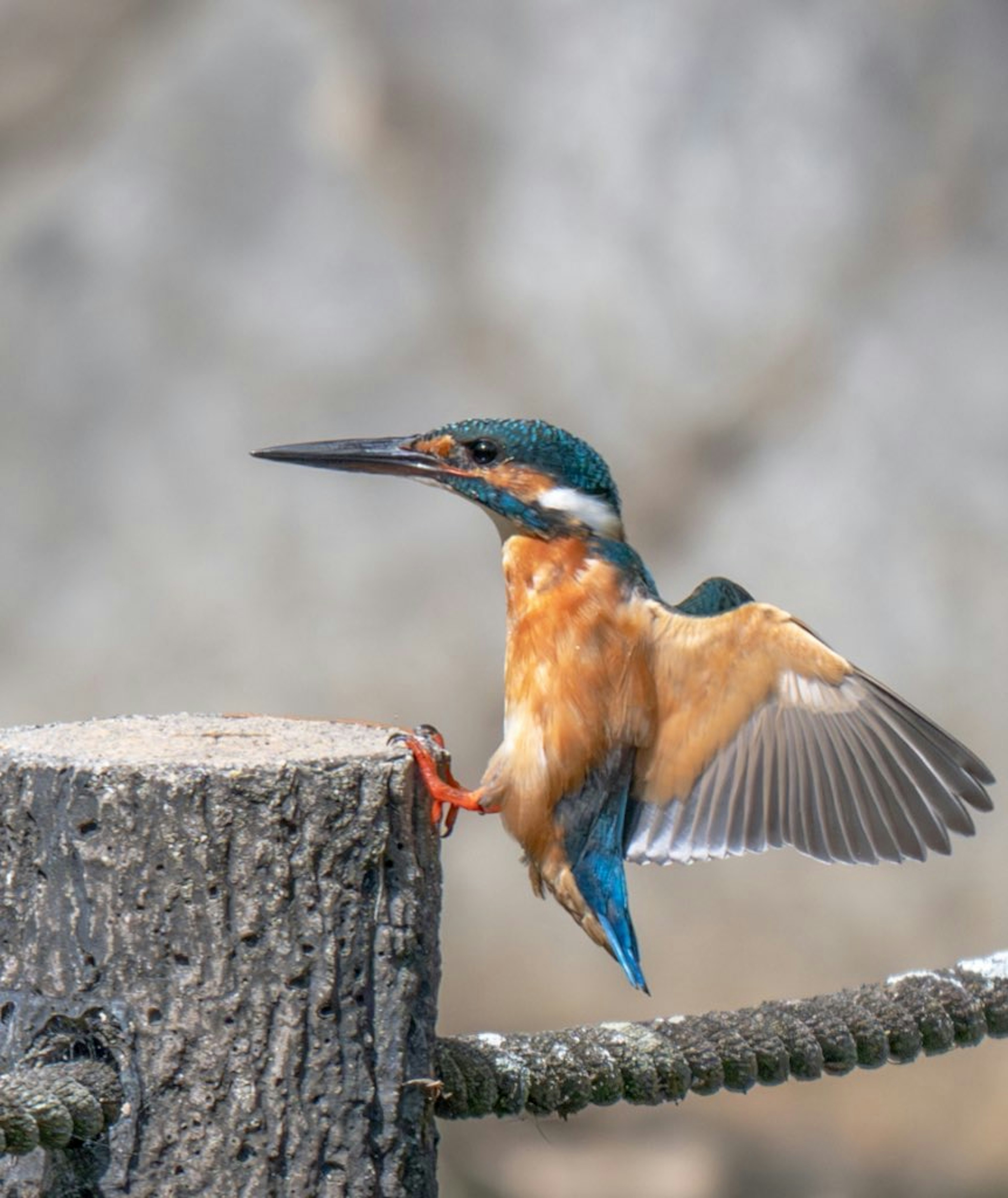 Un hermoso martinete con cabeza azul posado en un poste de madera