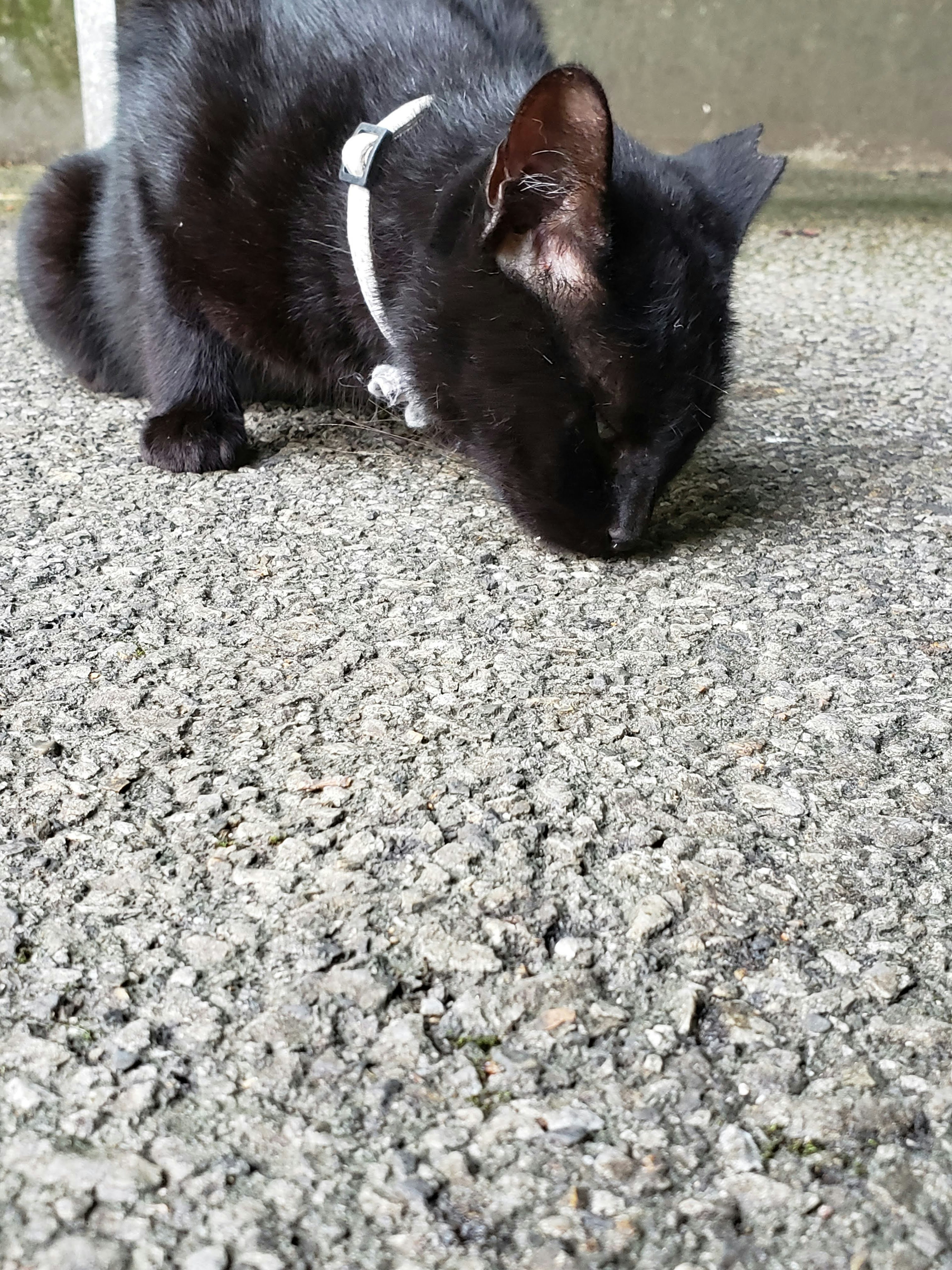 Black cat sniffing the ground