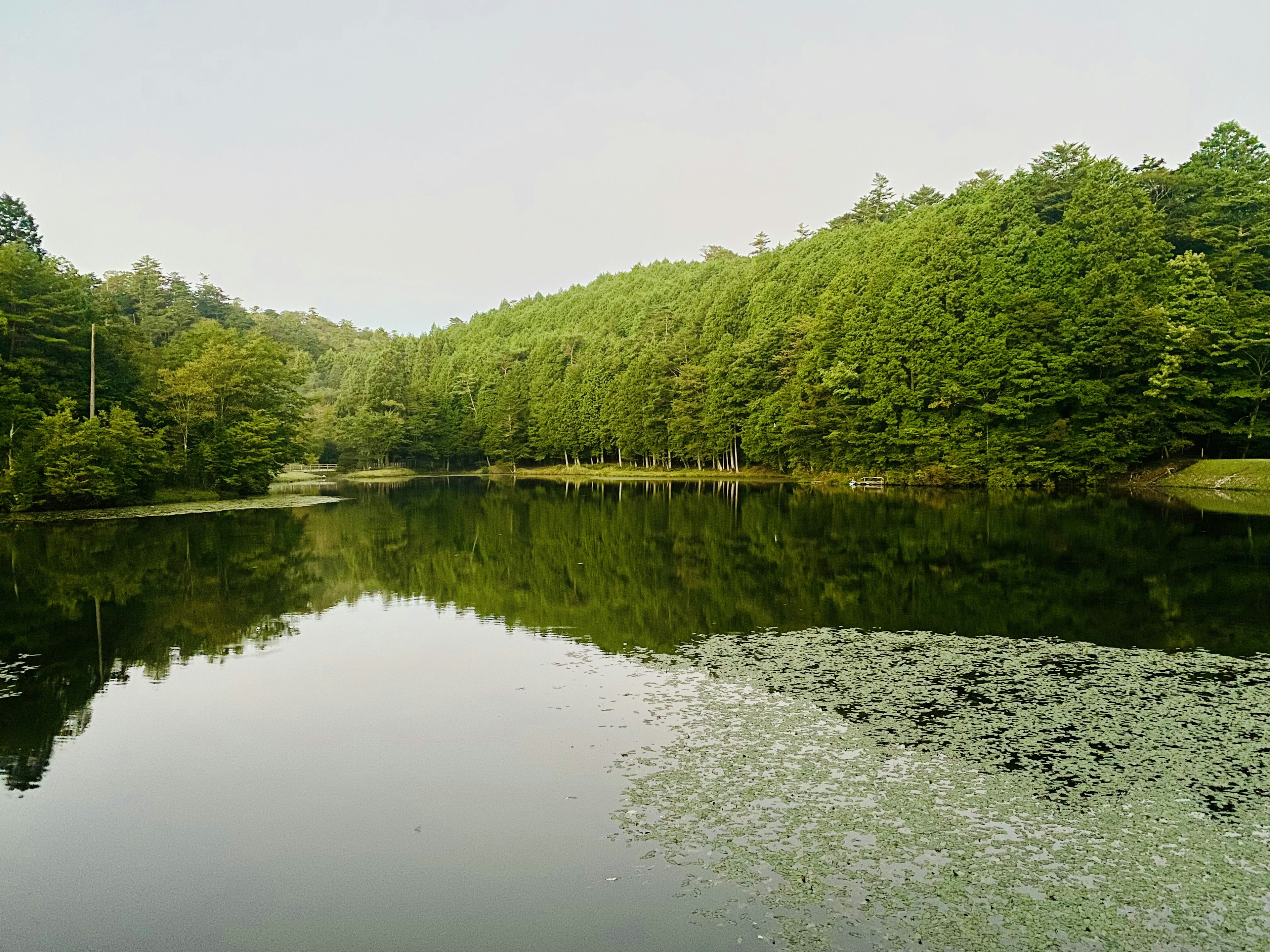 Danau tenang dikelilingi hutan hijau