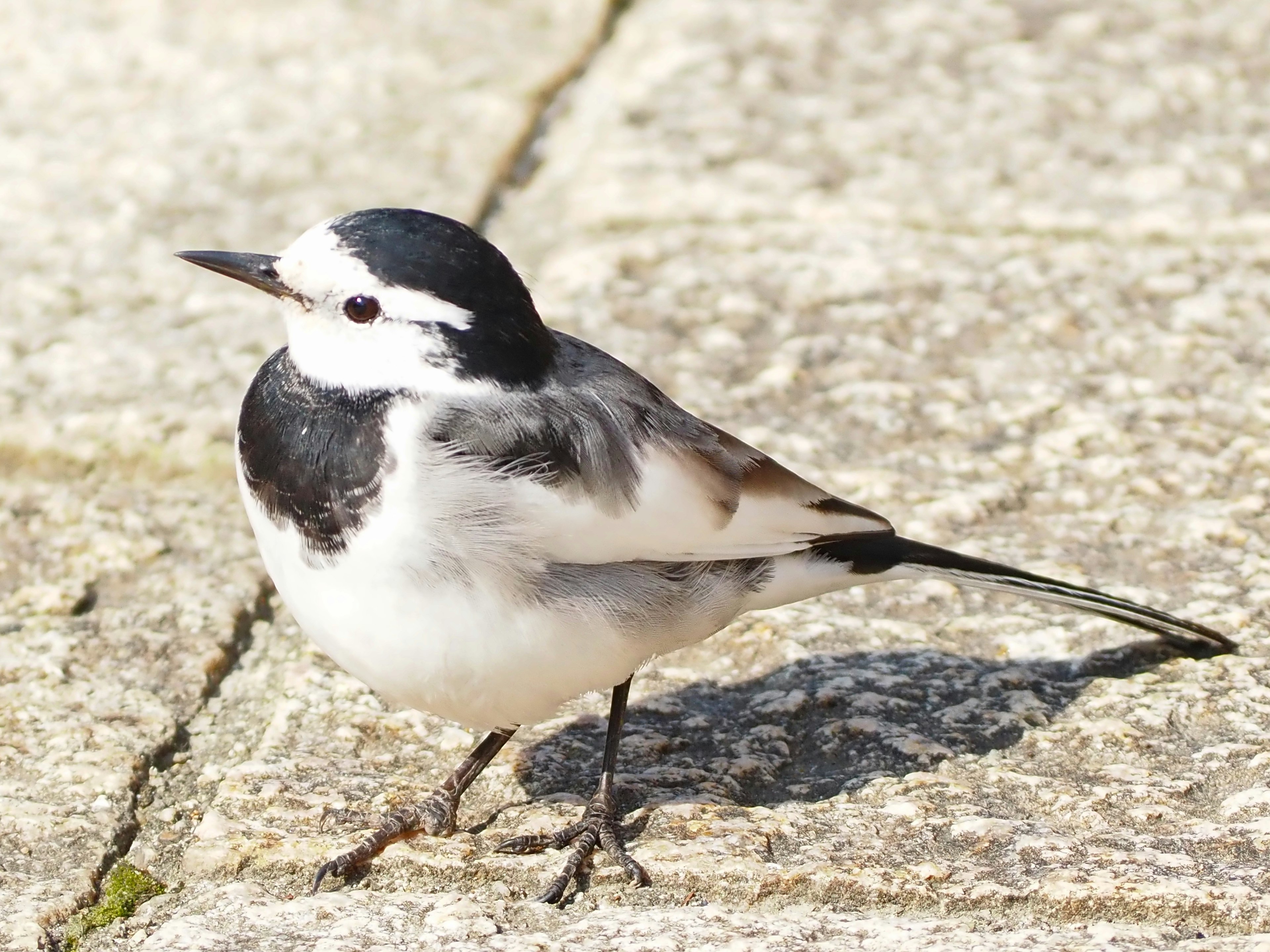 Ein kleiner Vogel mit schwarz-weißen Federn, der auf einer Steinoberfläche steht