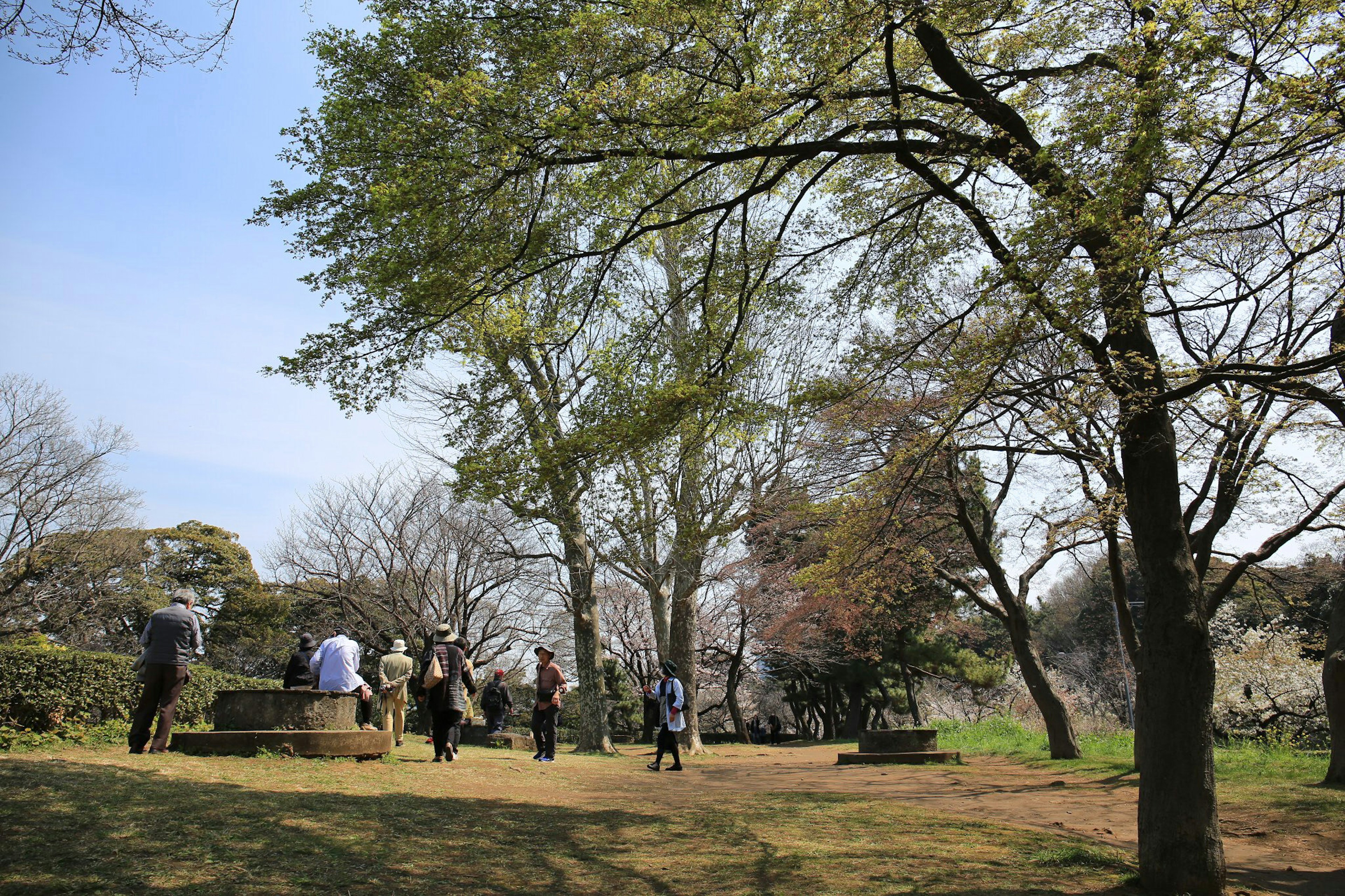 People walking in a park under a blue sky surrounded by trees