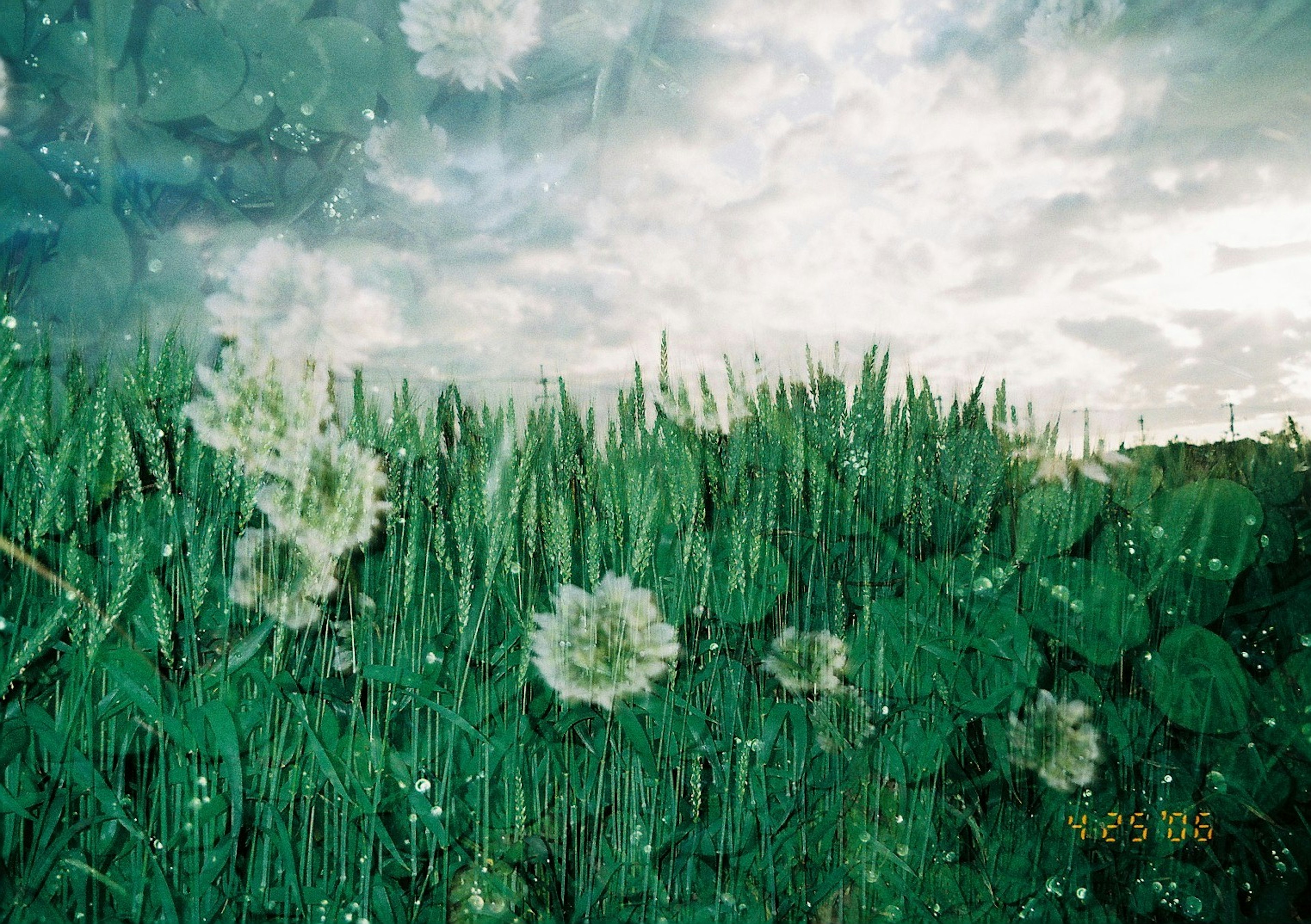 Un champ vert avec des fleurs de pissenlit blanches sous un ciel nuageux