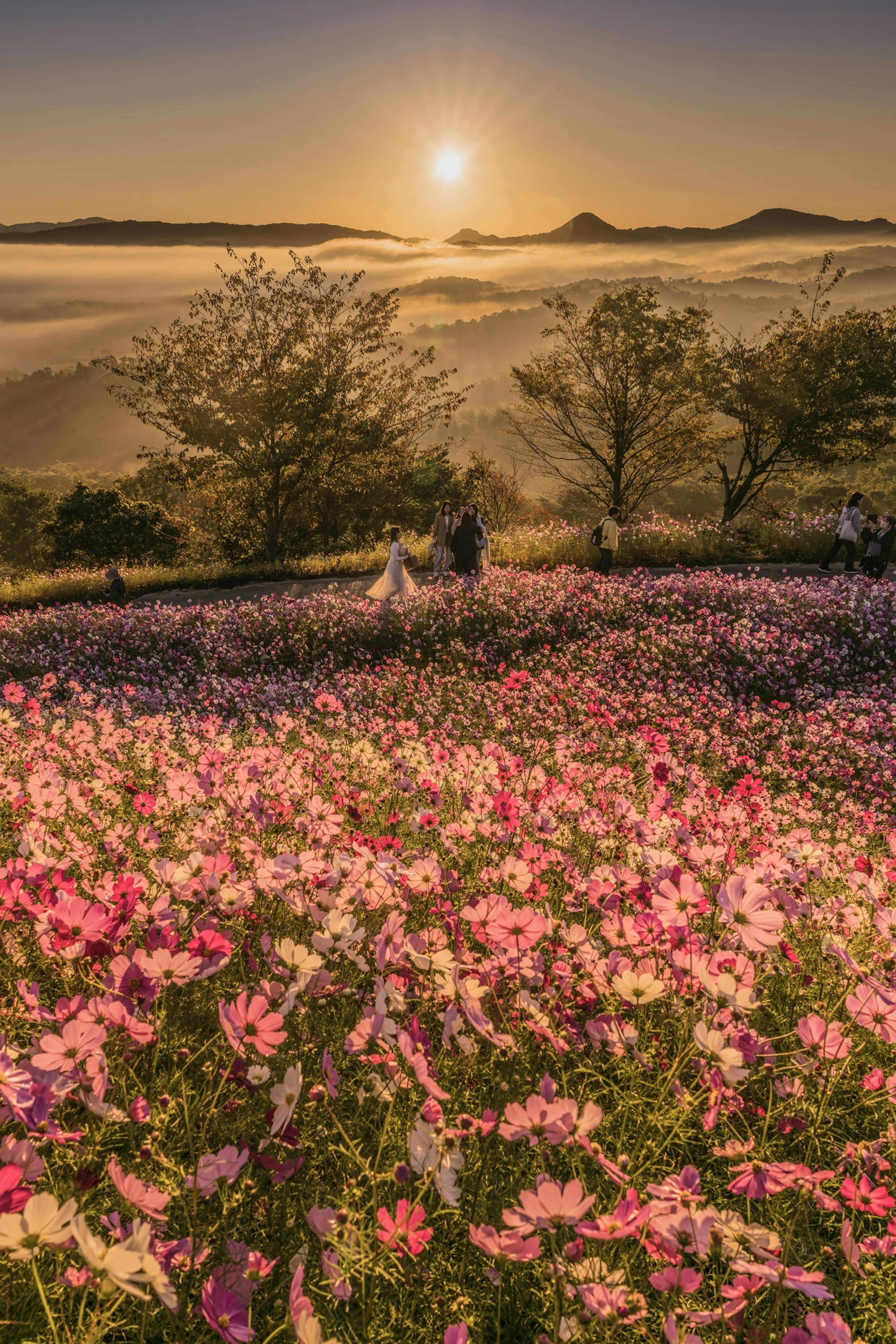 Campo di fiori di cosmos colorati con un bellissimo sorgere del sole sullo sfondo