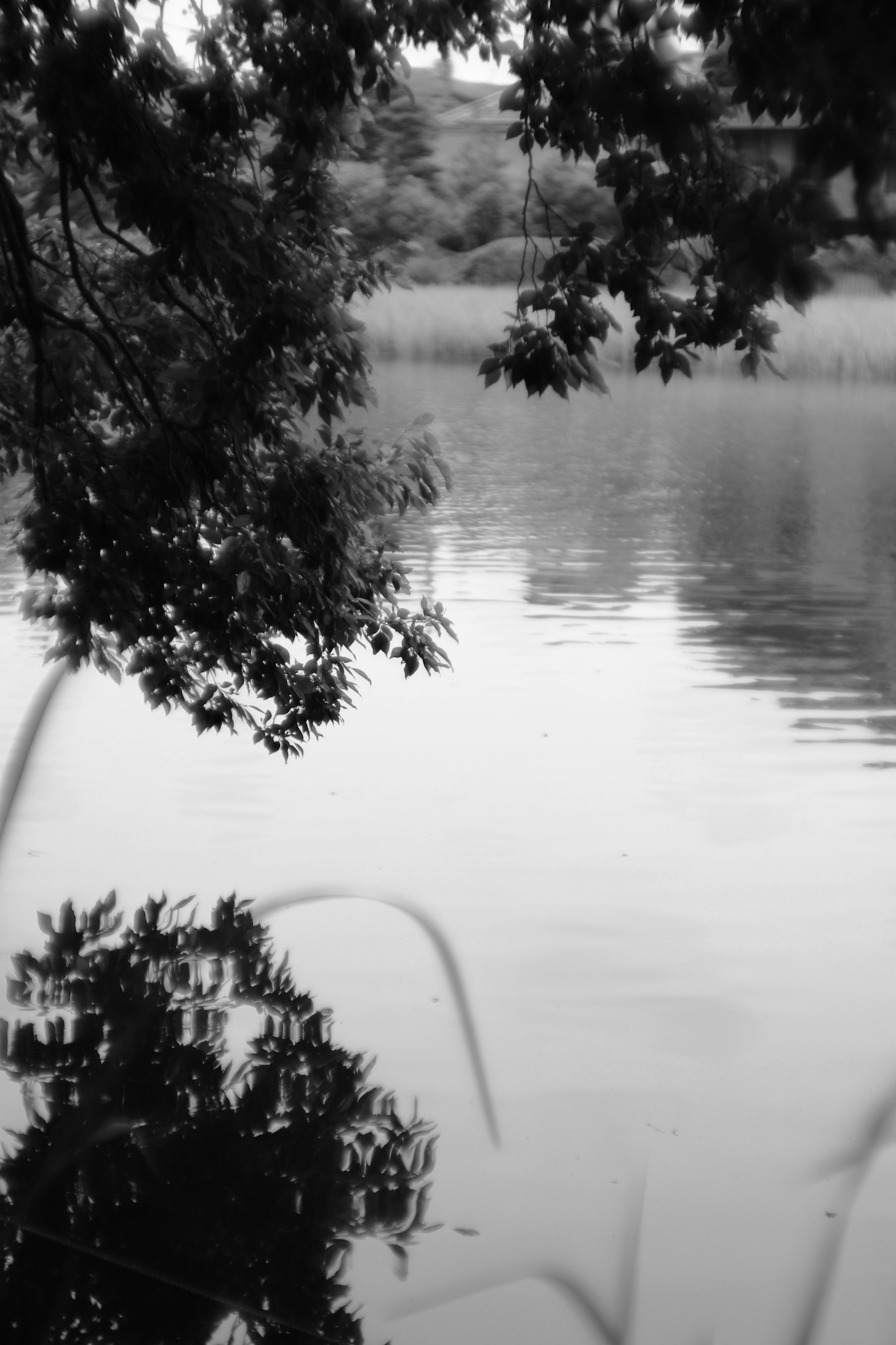 Reflejo de árboles en la superficie tranquila de un lago con suaves ondulaciones